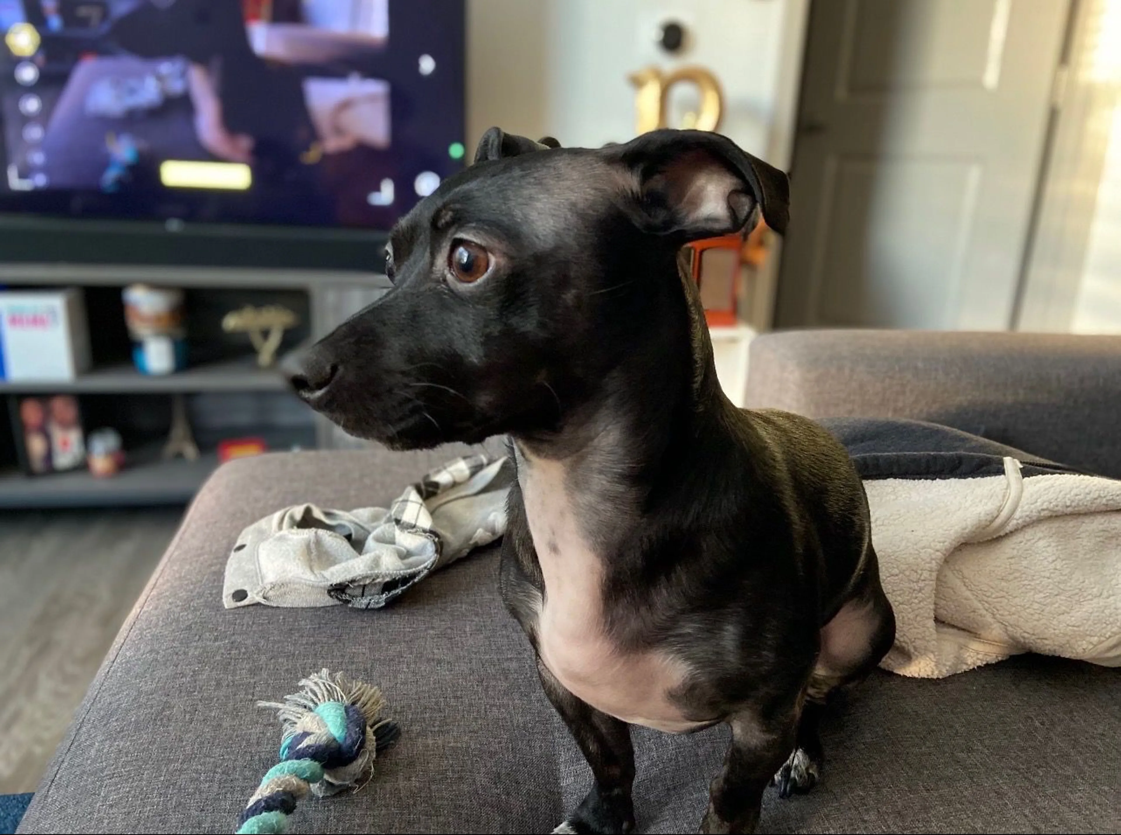 Lost pet-1