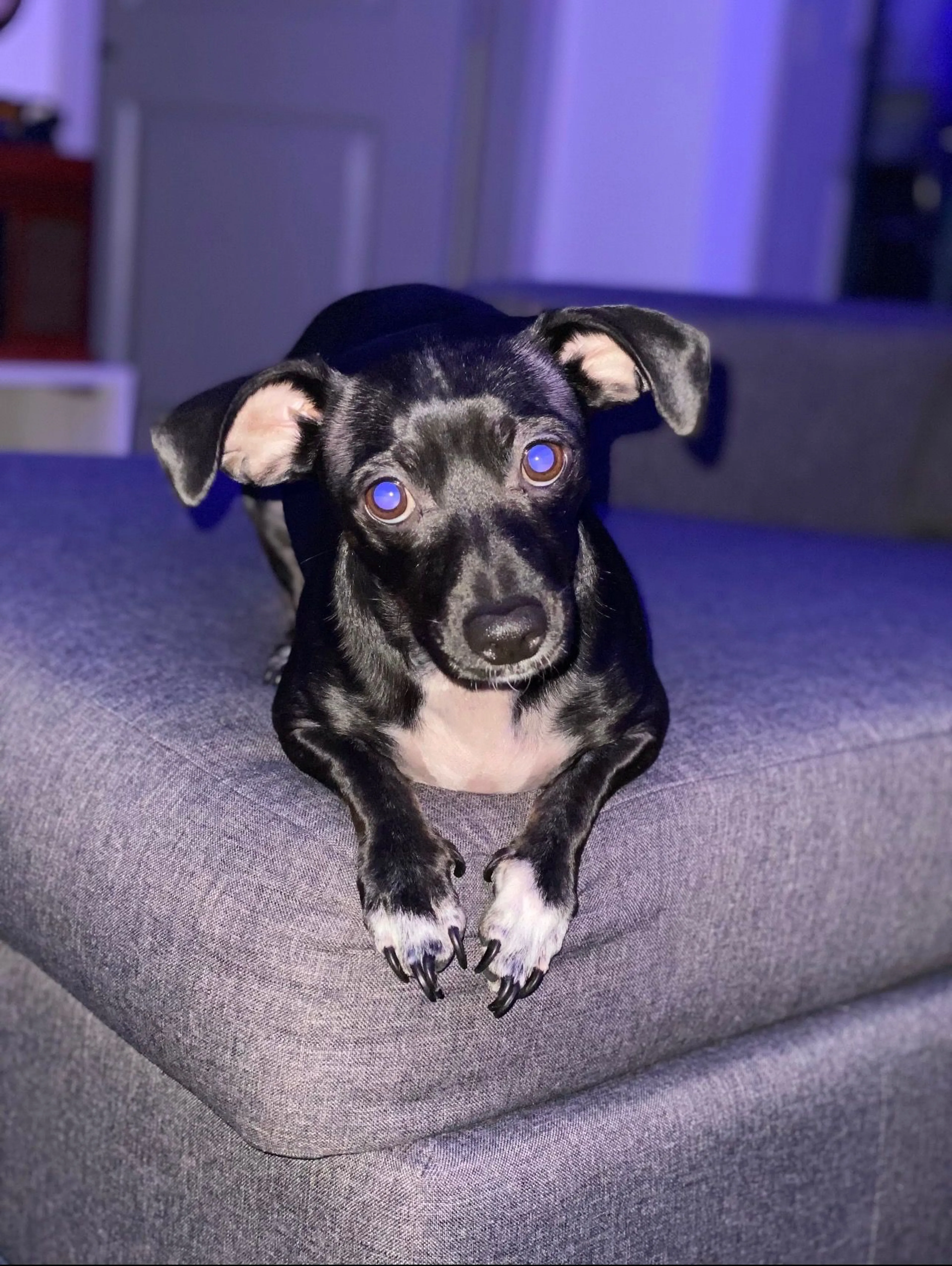 Lost pet-0