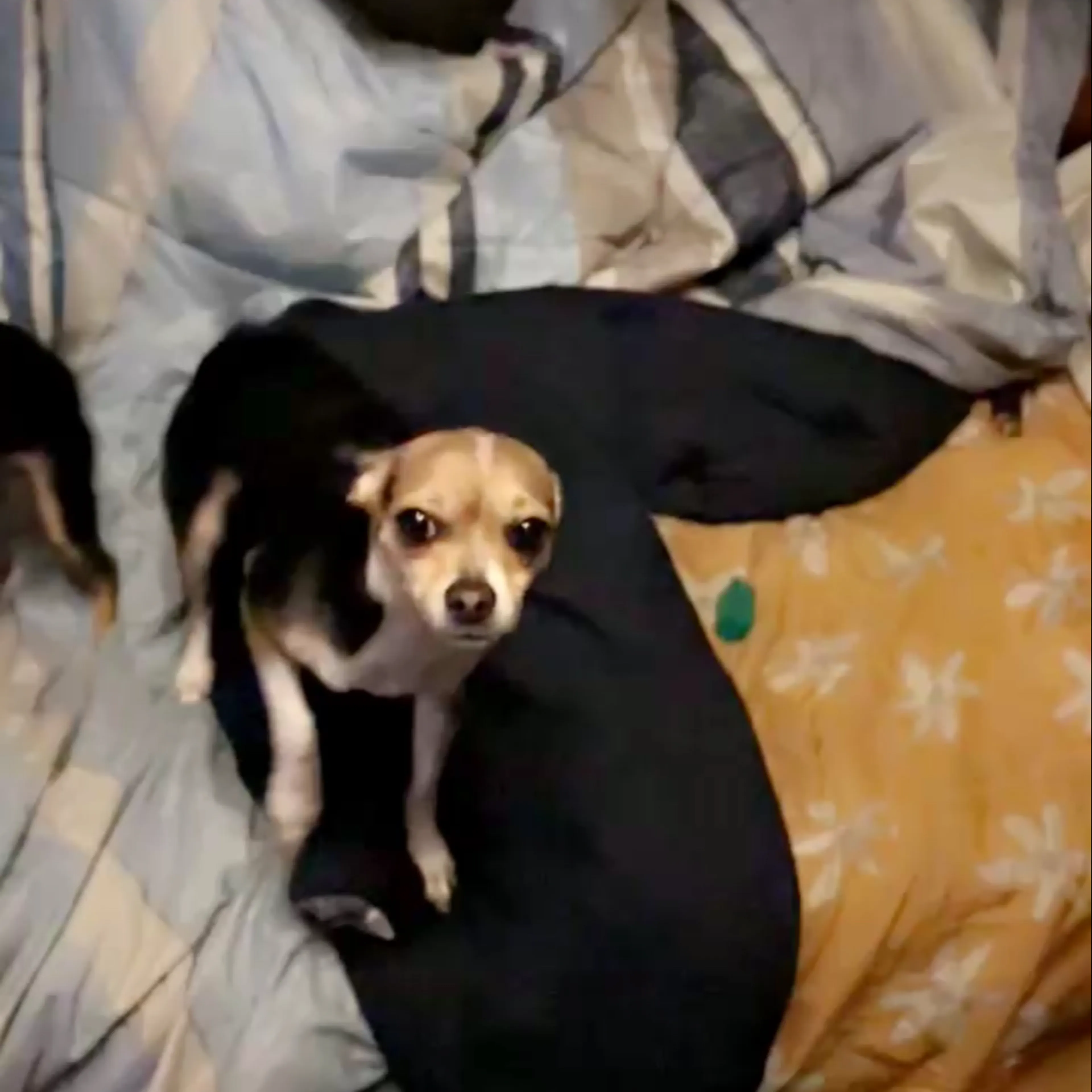 Lost pet-3