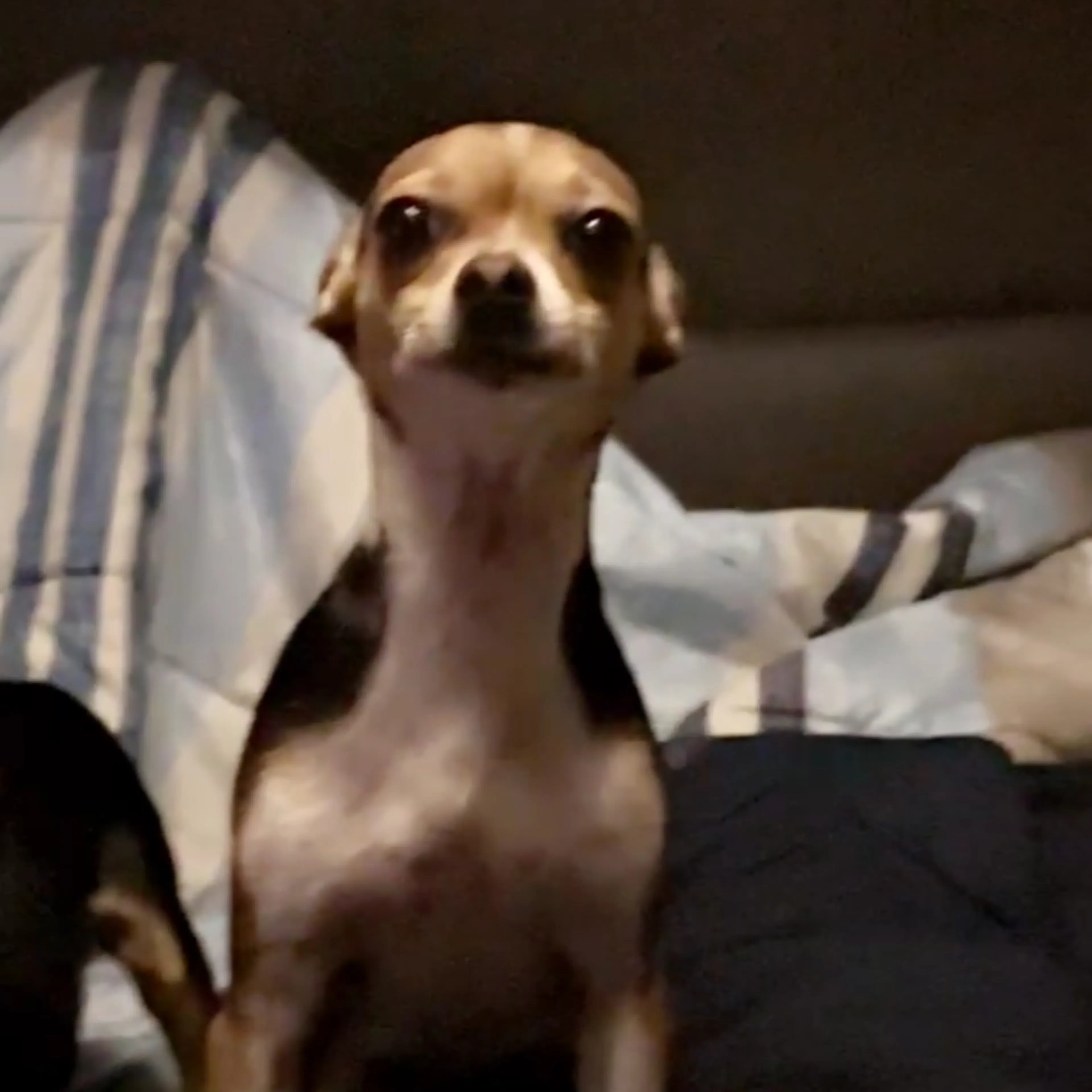 Lost pet-2