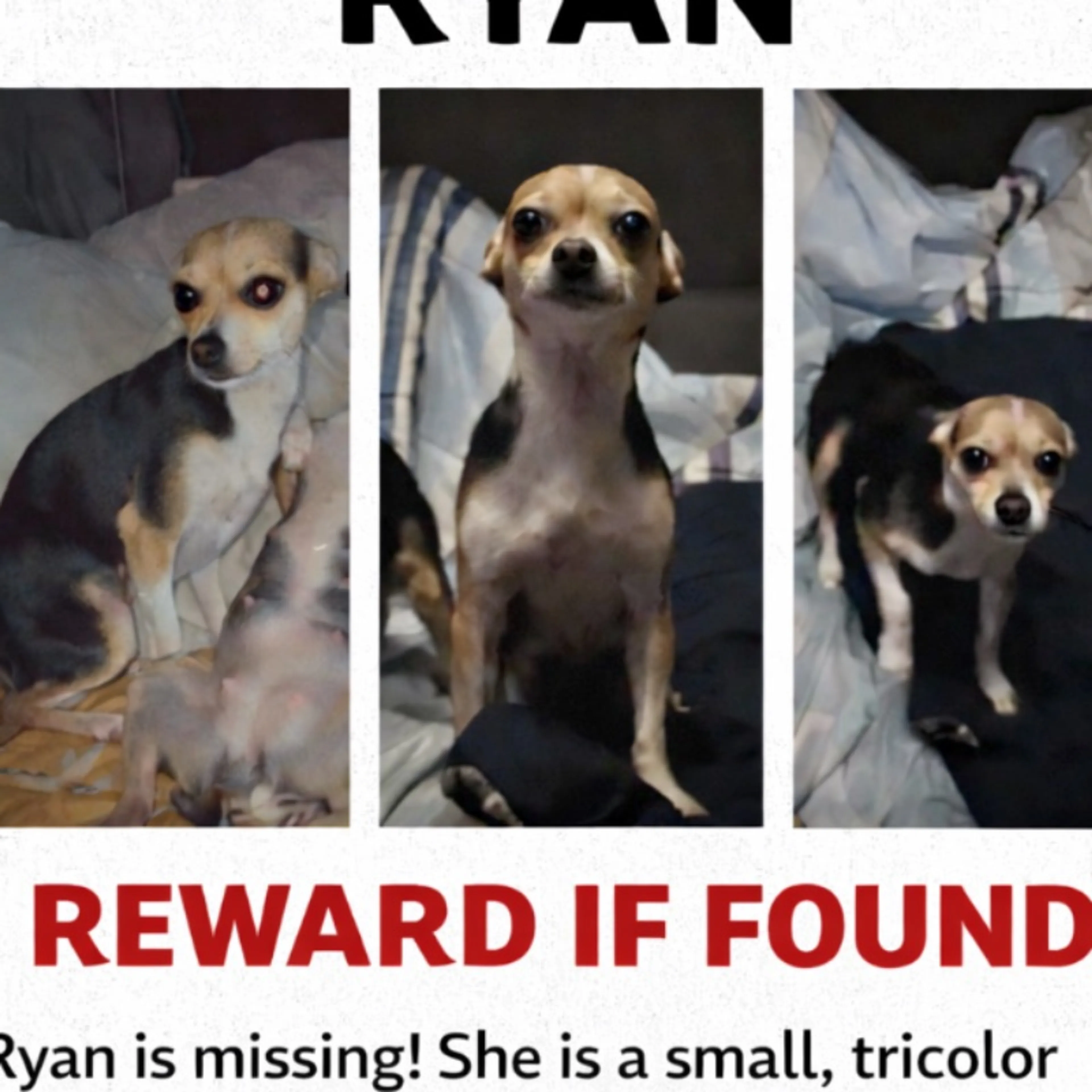 Lost pet-0