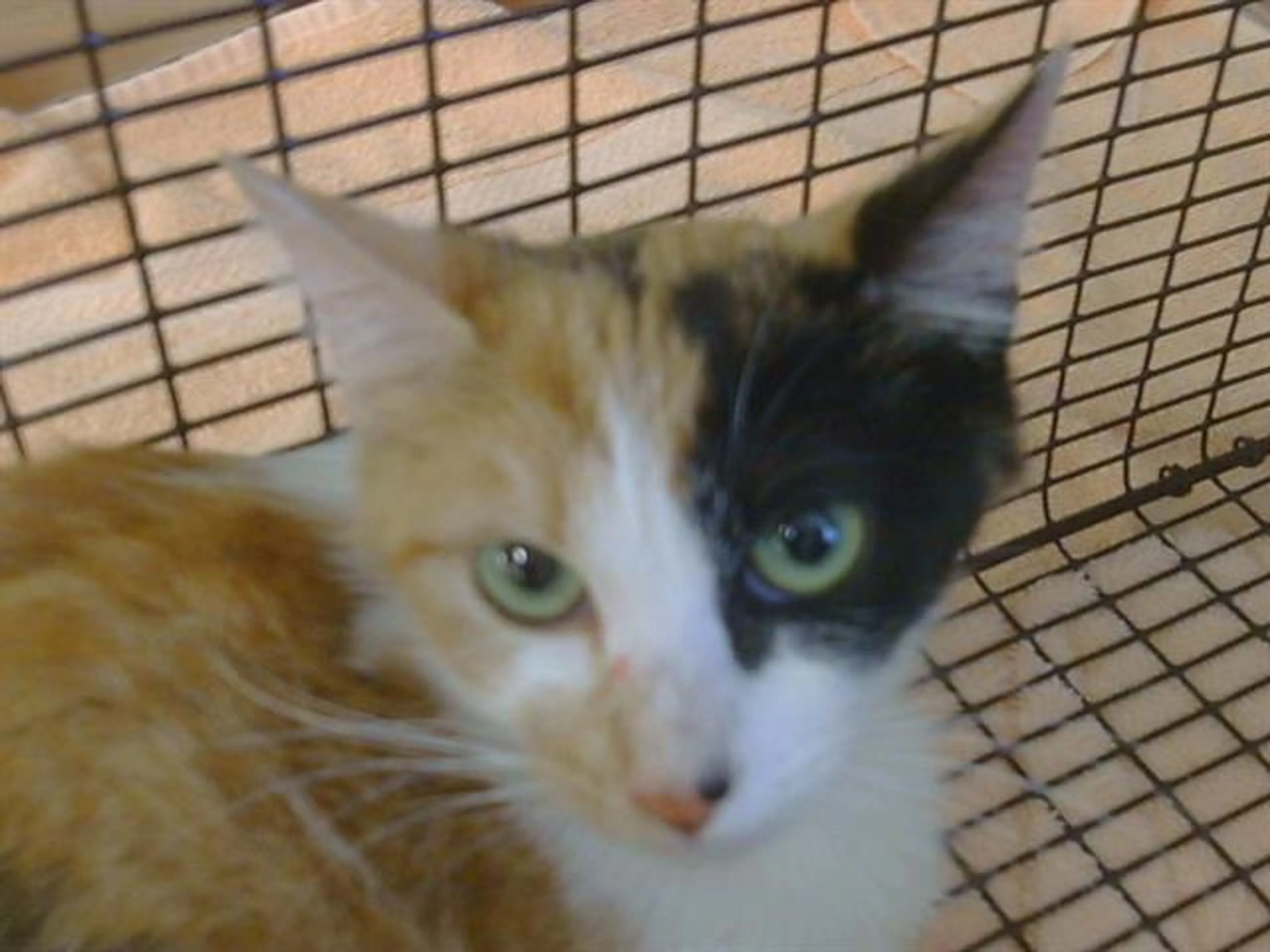 Found pet
