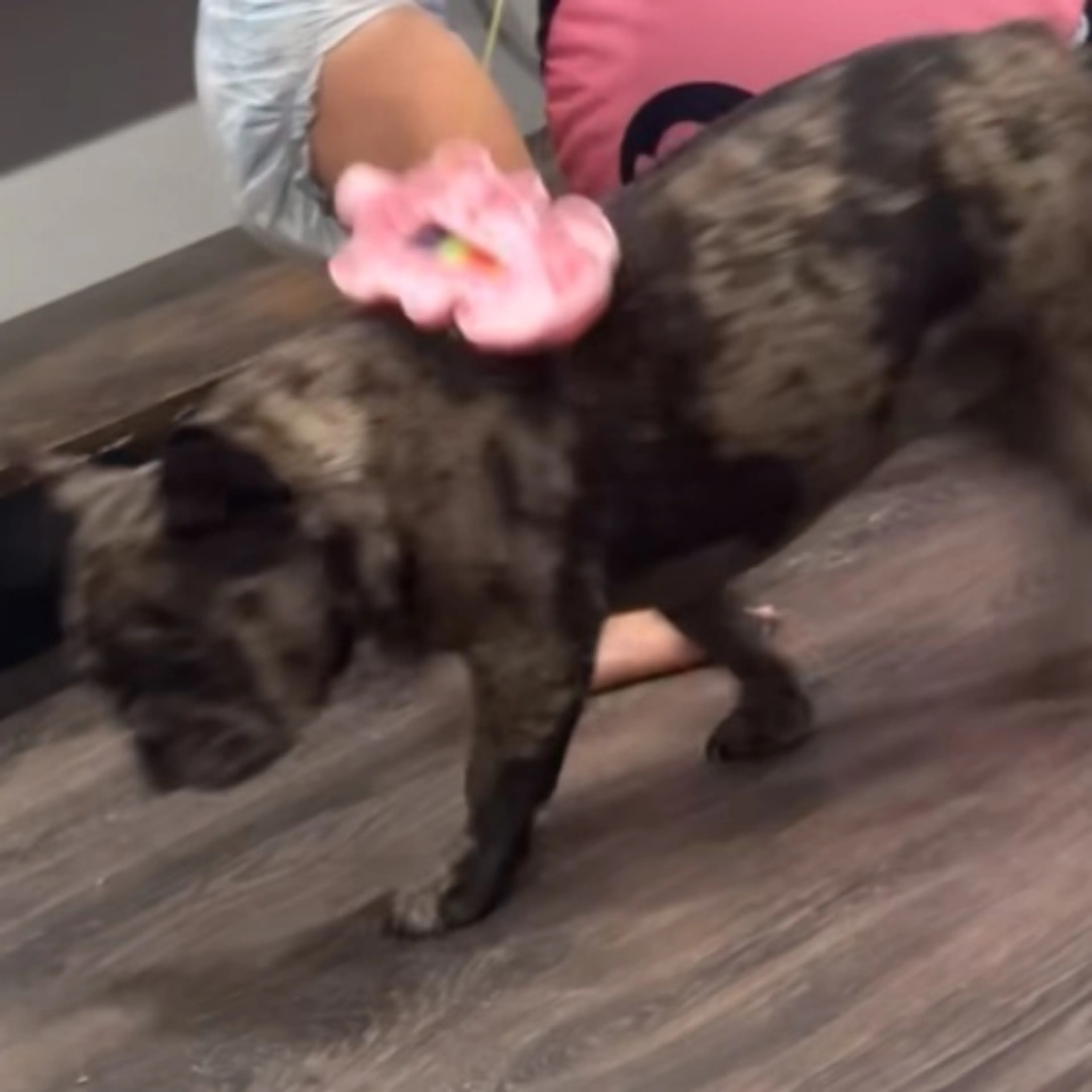 Lost pet