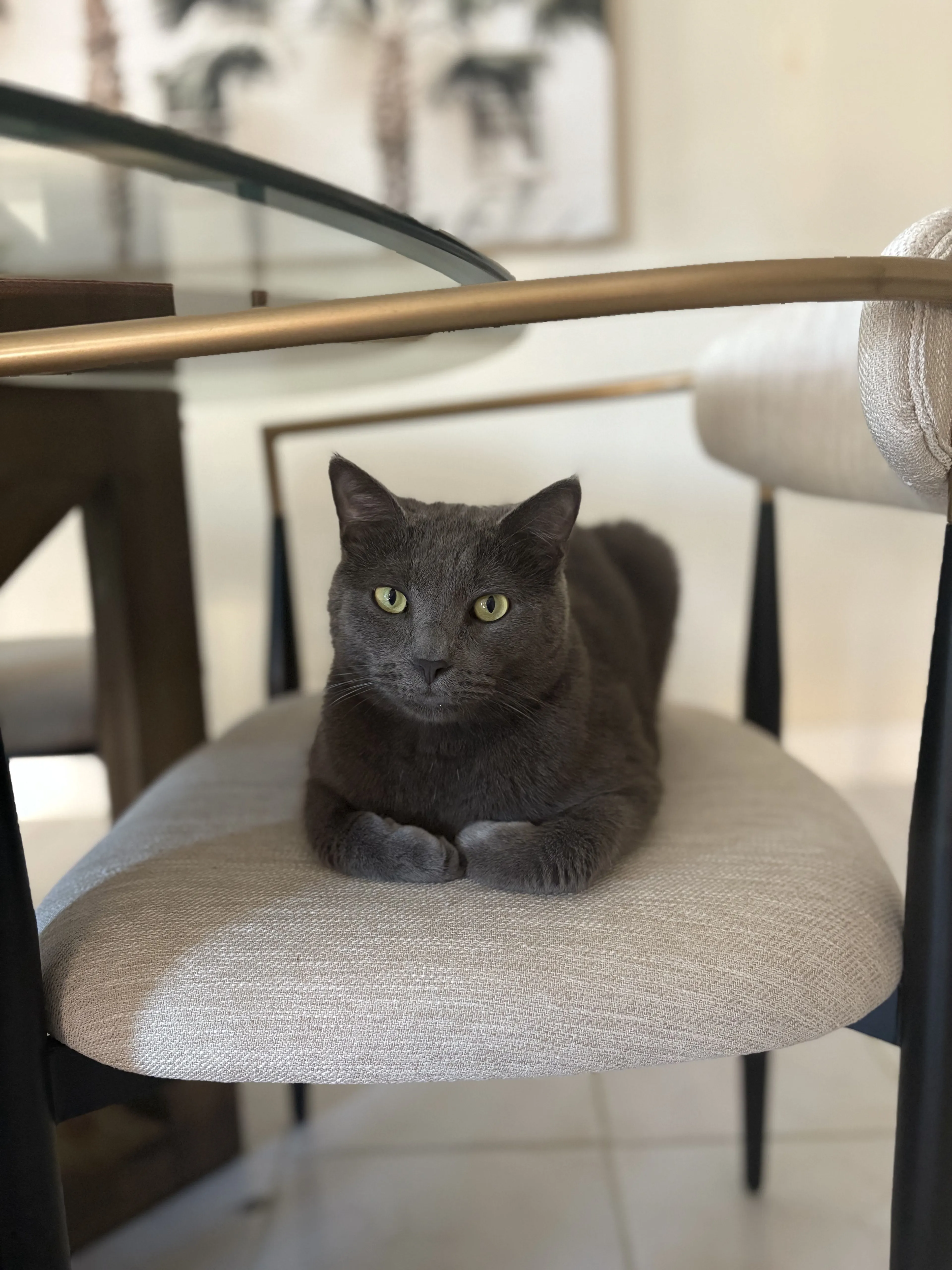 Lost pet-2