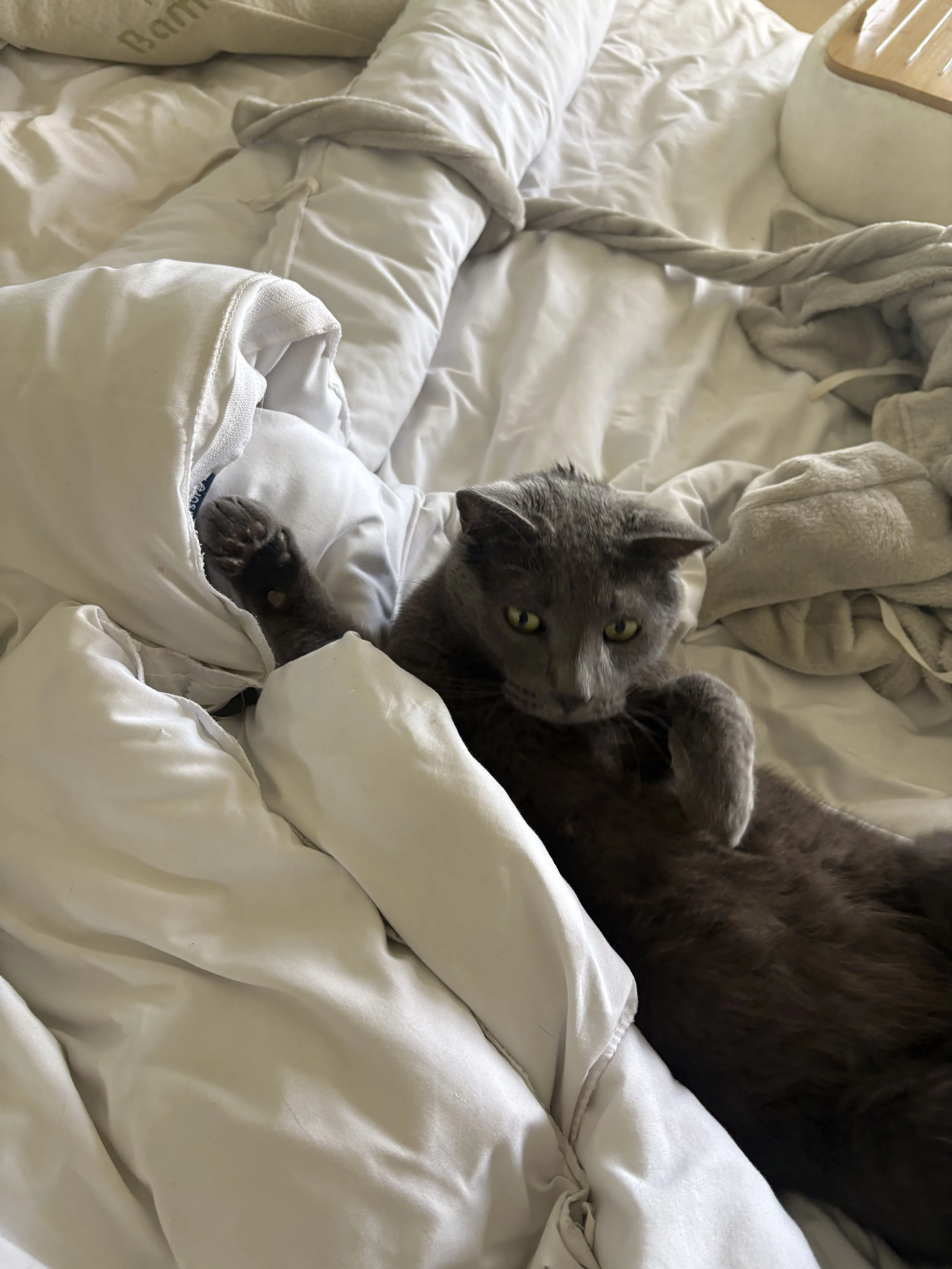 Lost pet-1