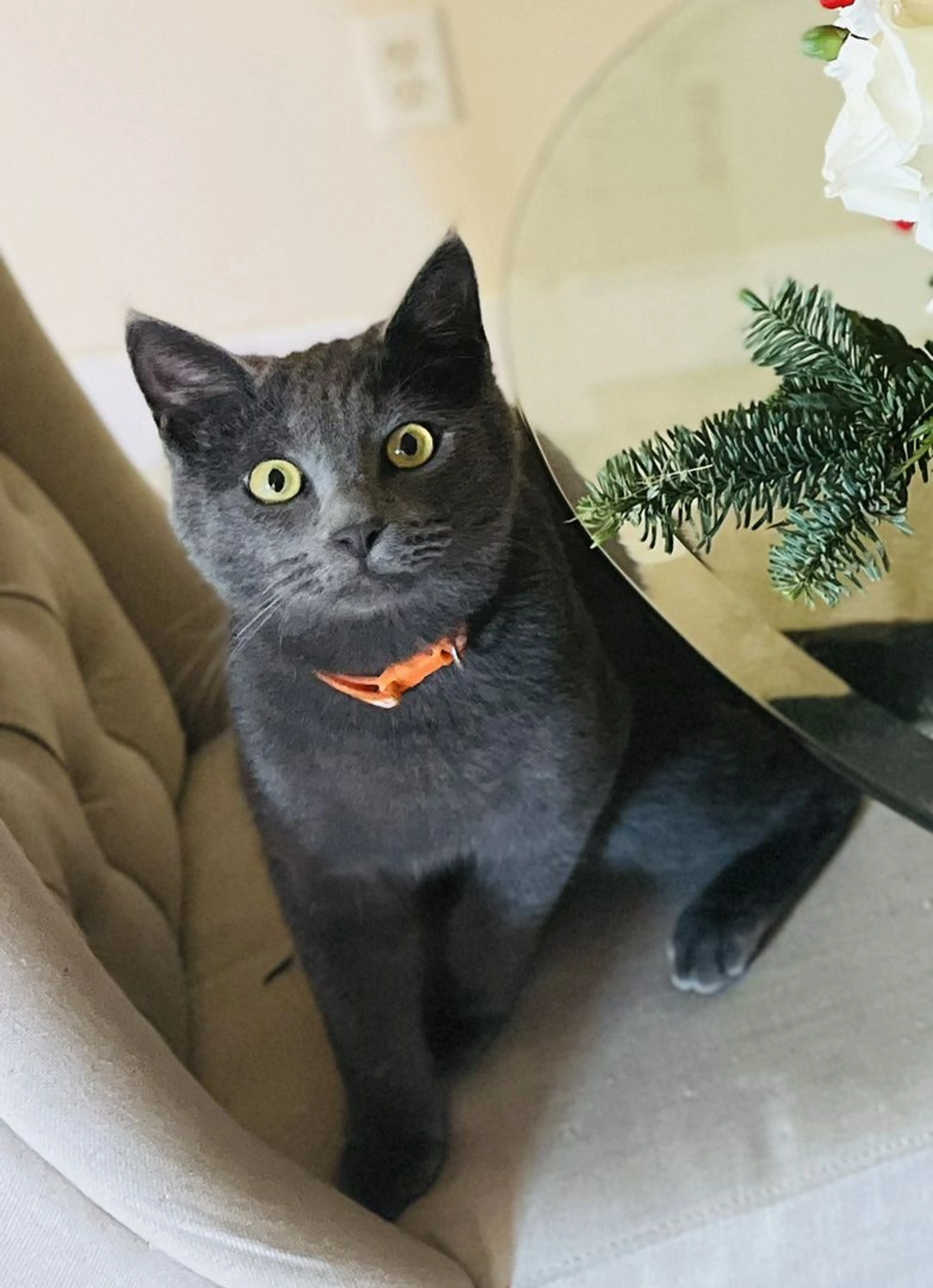 Lost pet-0