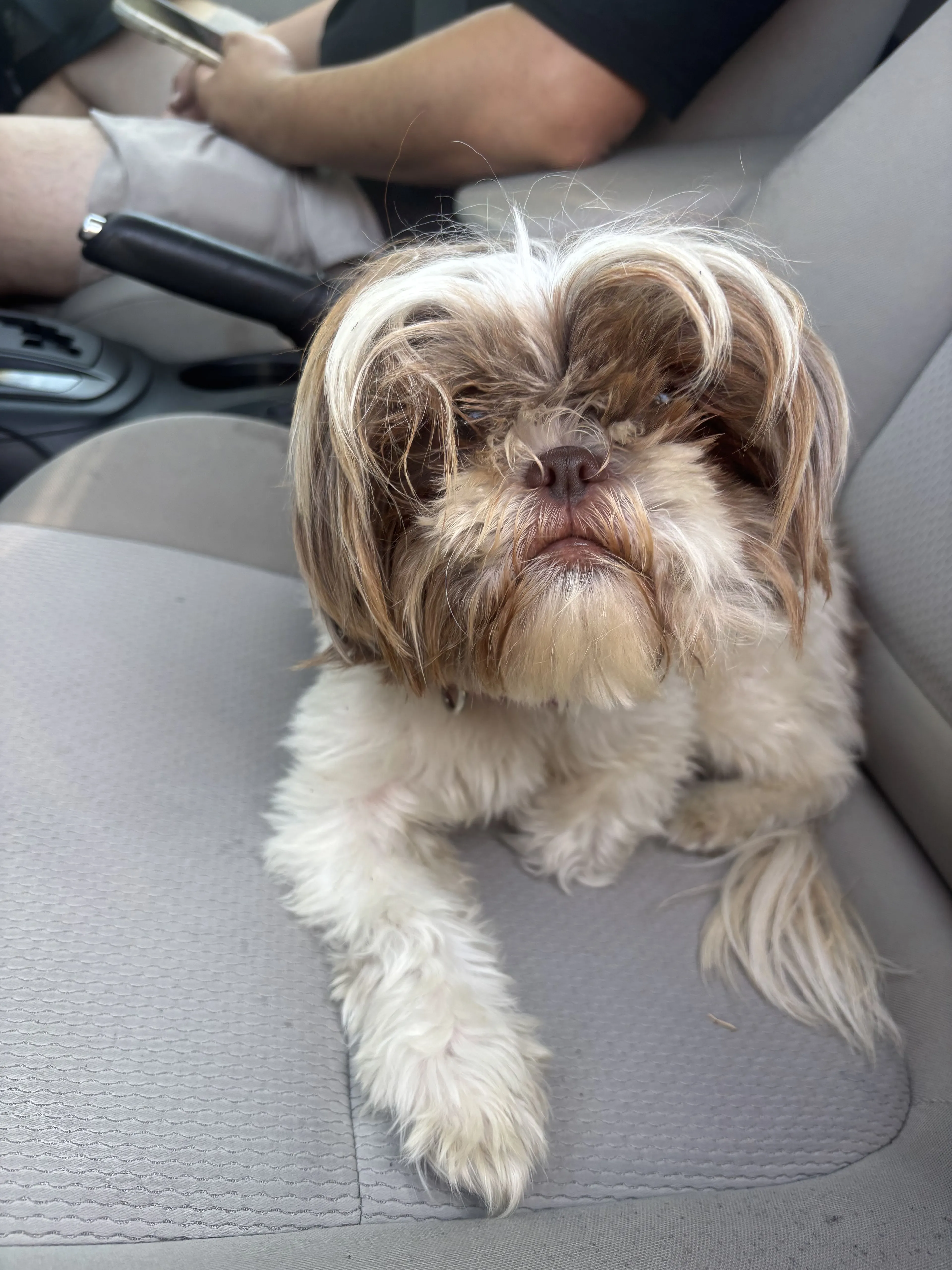 Lost pet-0