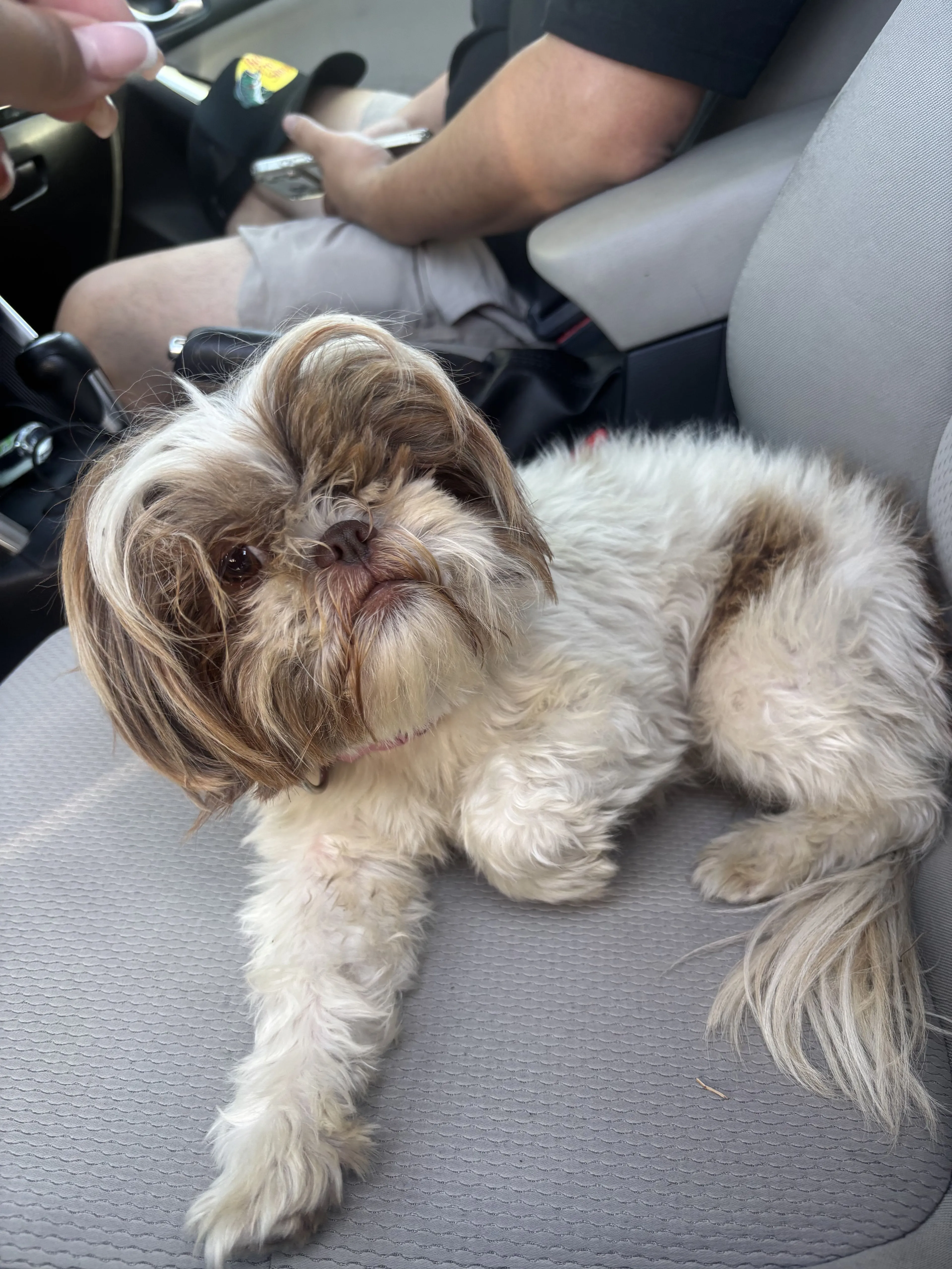 Lost pet-1