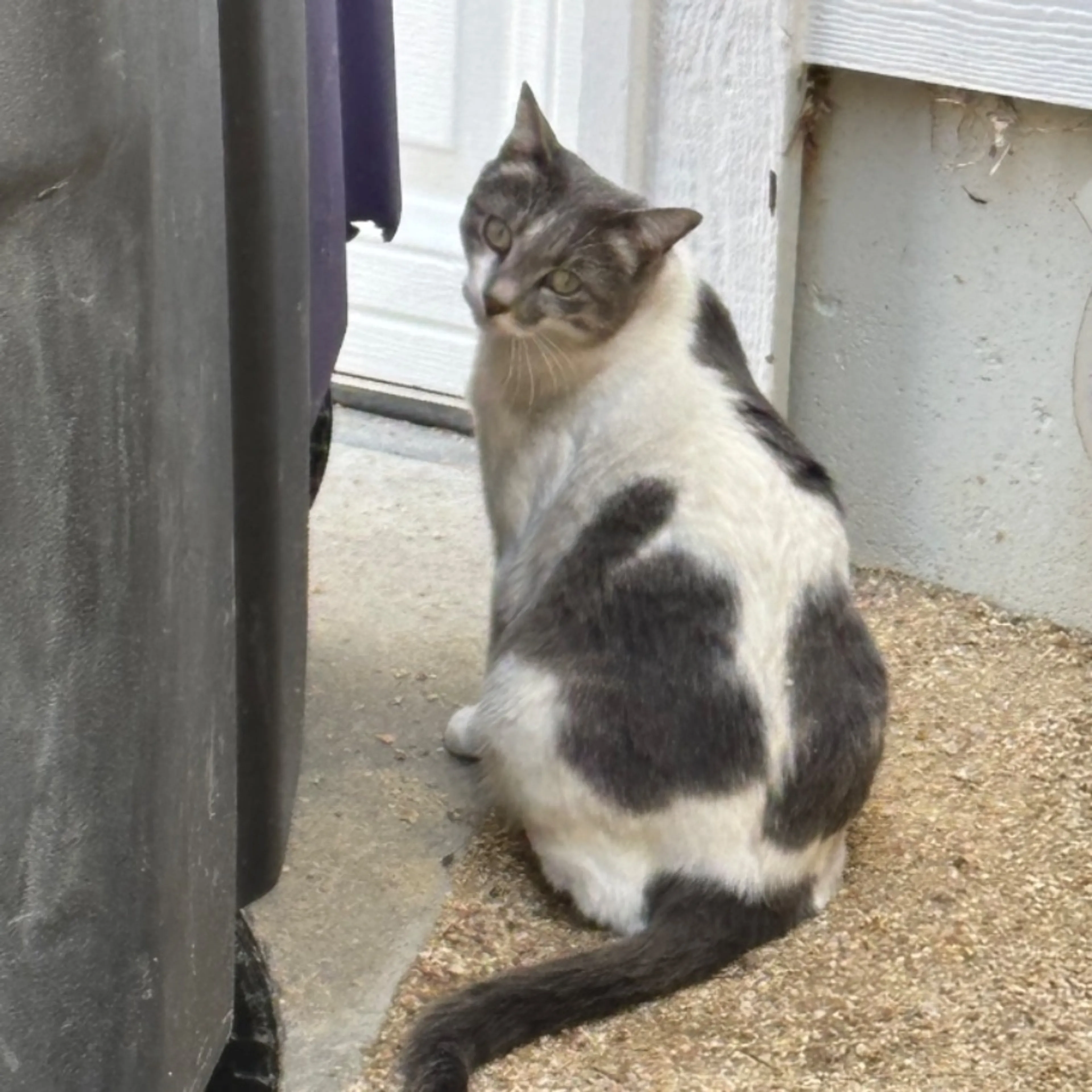 Found pet