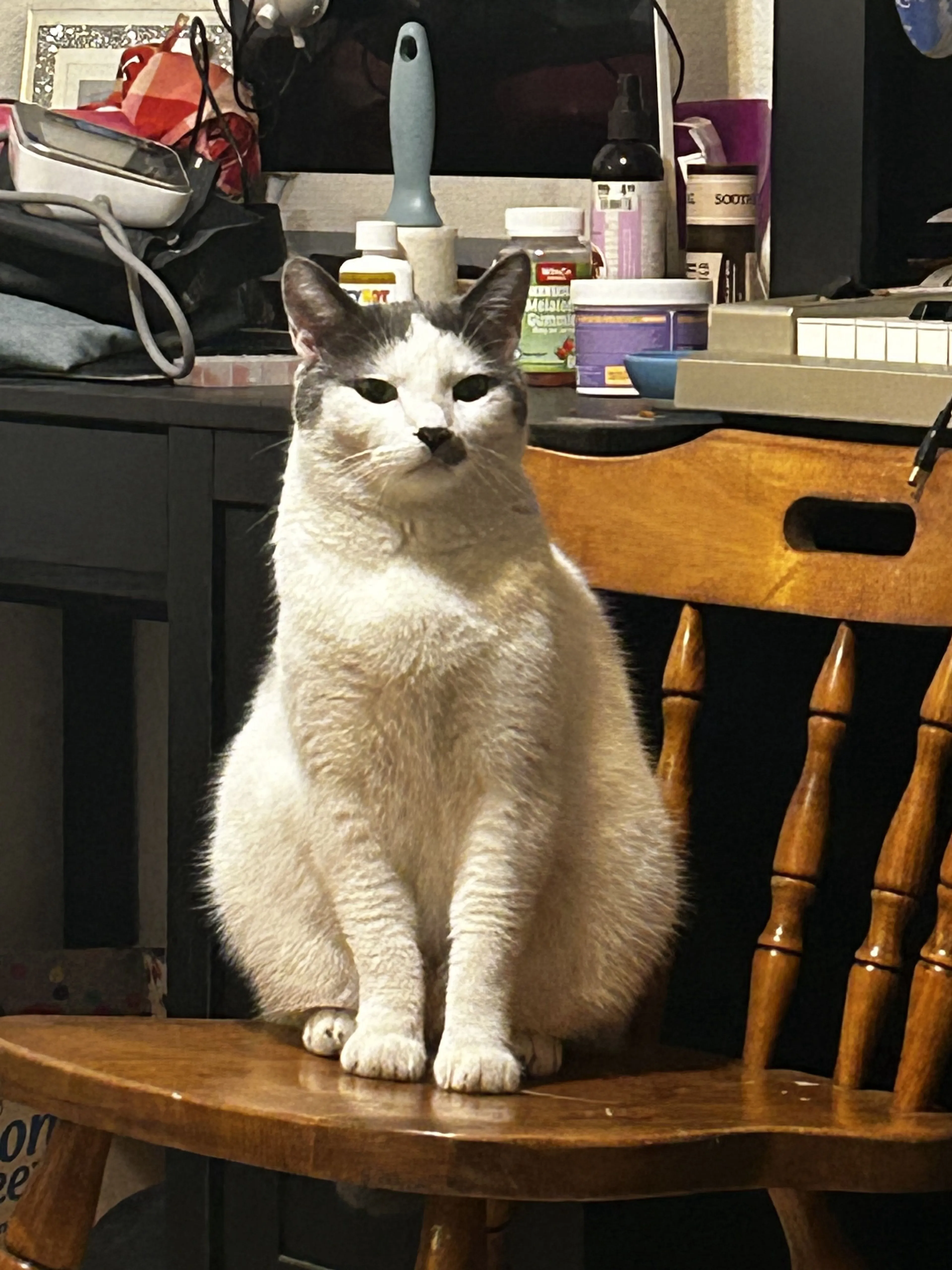 Lost pet