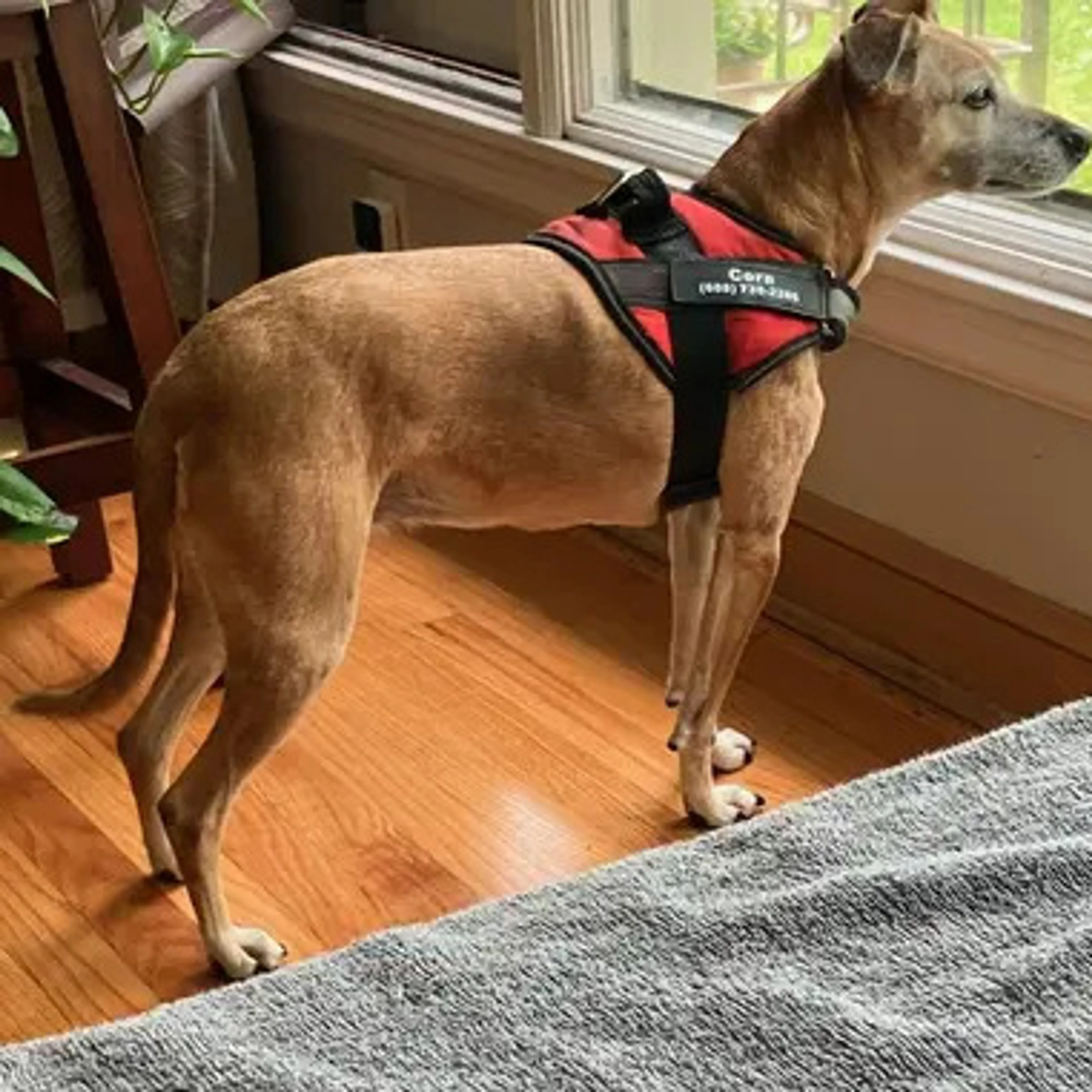 Lost pet-1