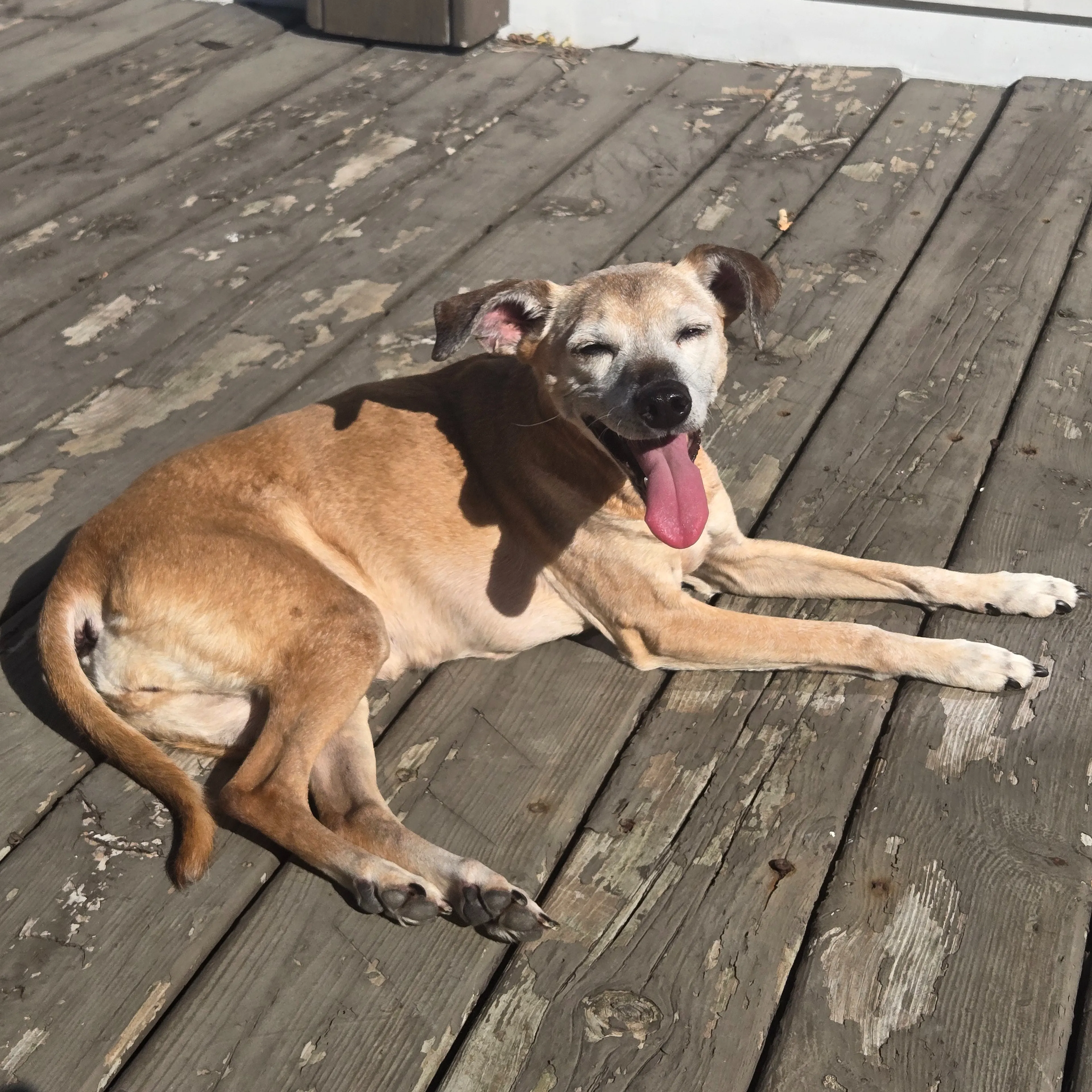 Lost pet-3