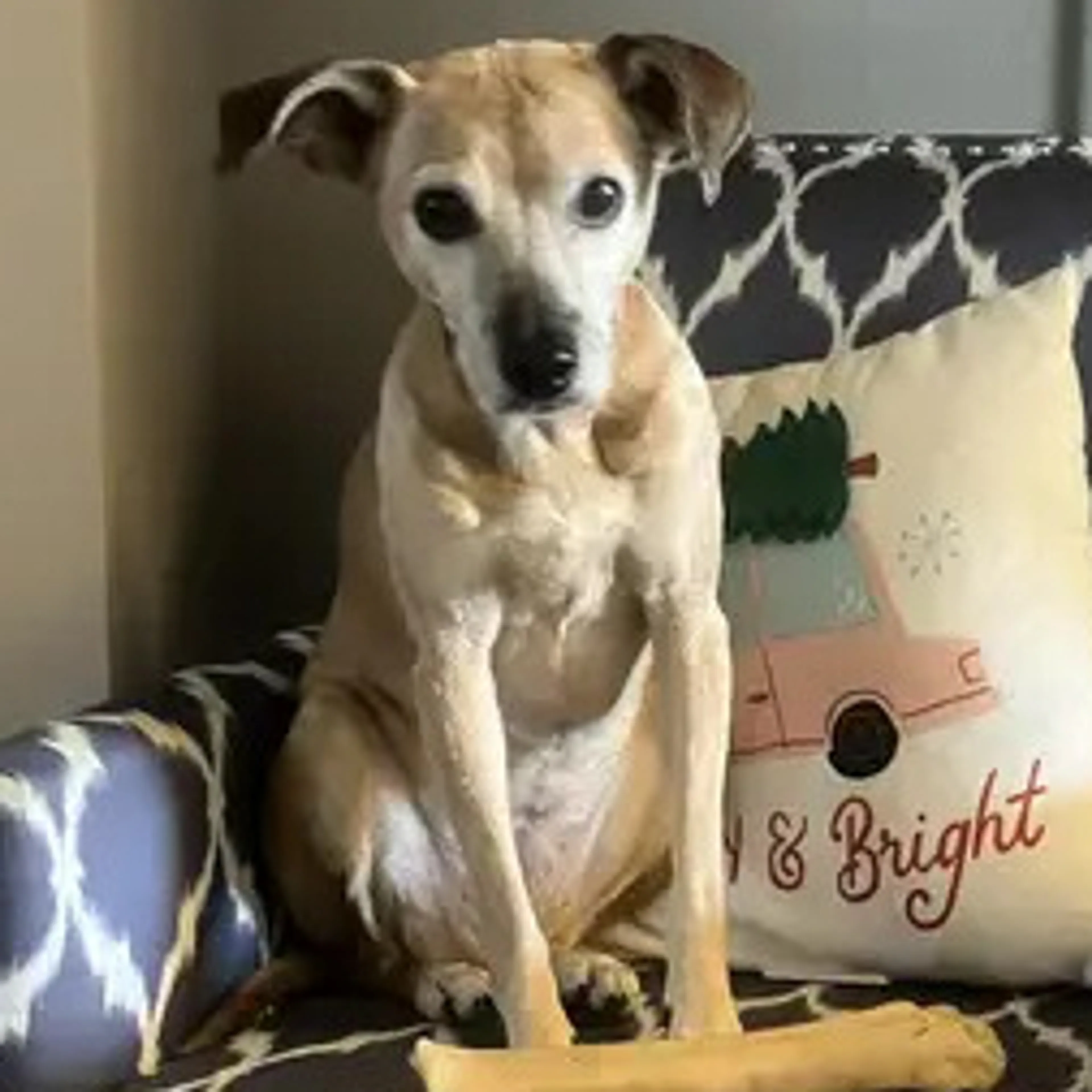 Lost pet-2