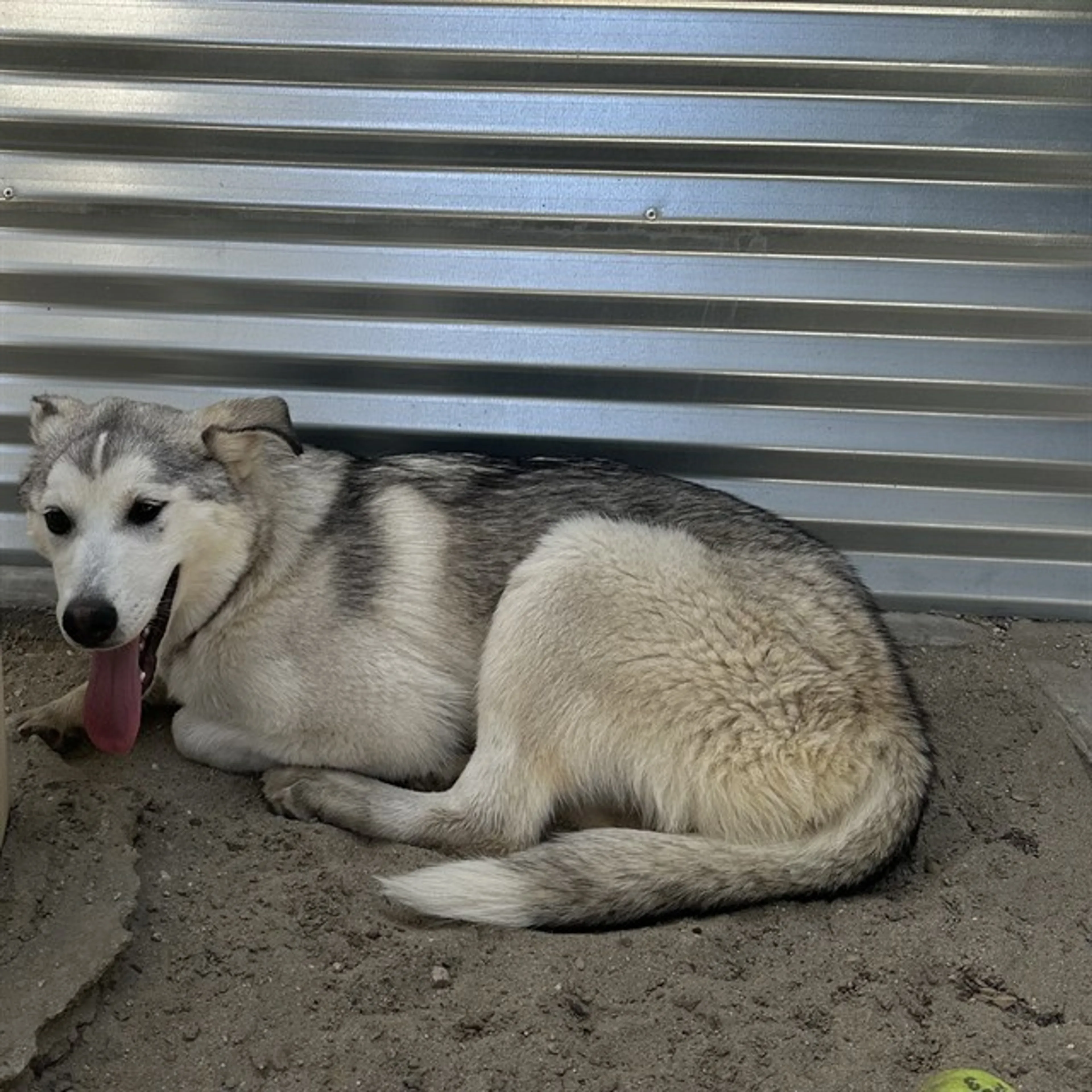 Found pet