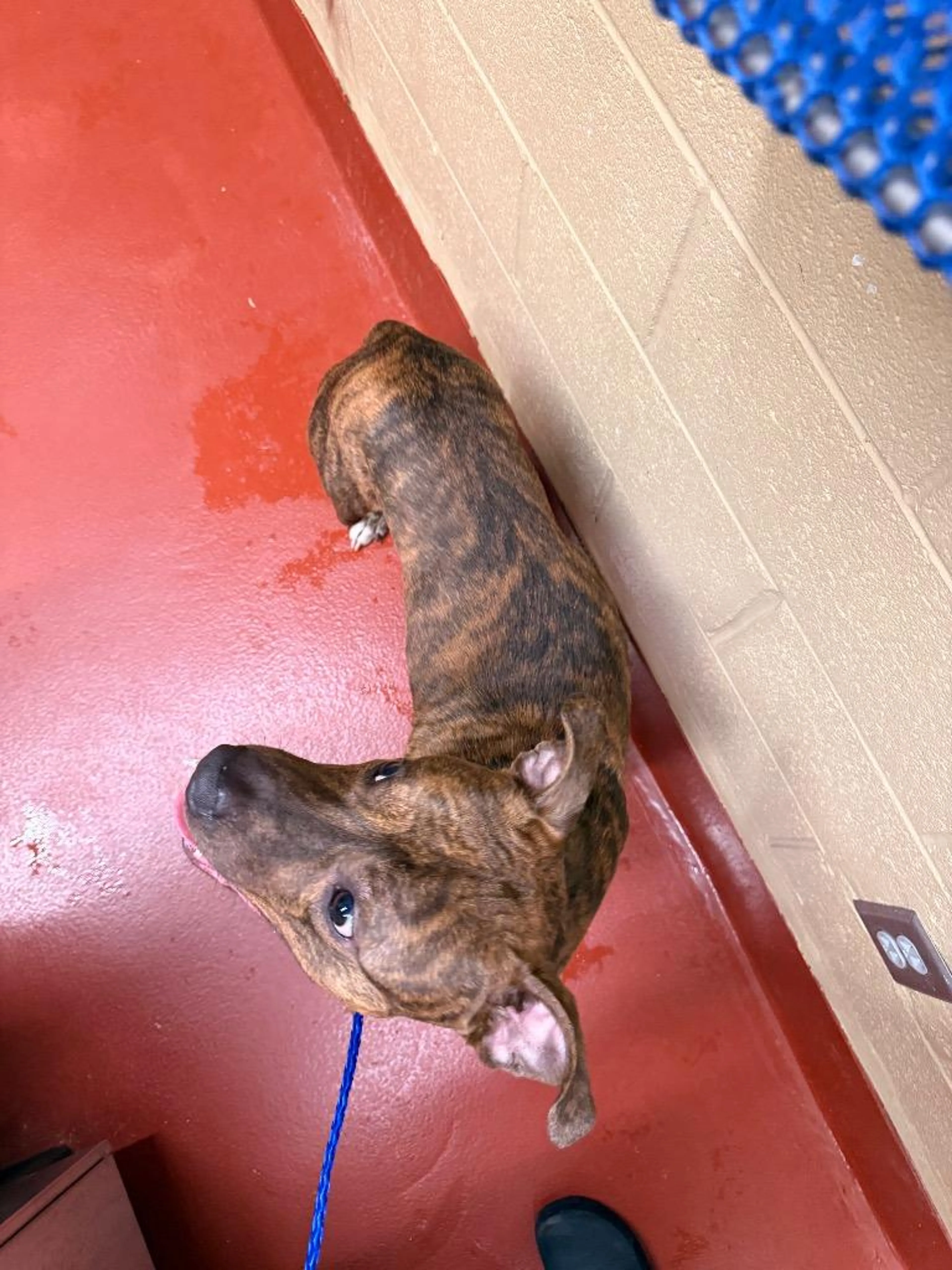 Found pet-4