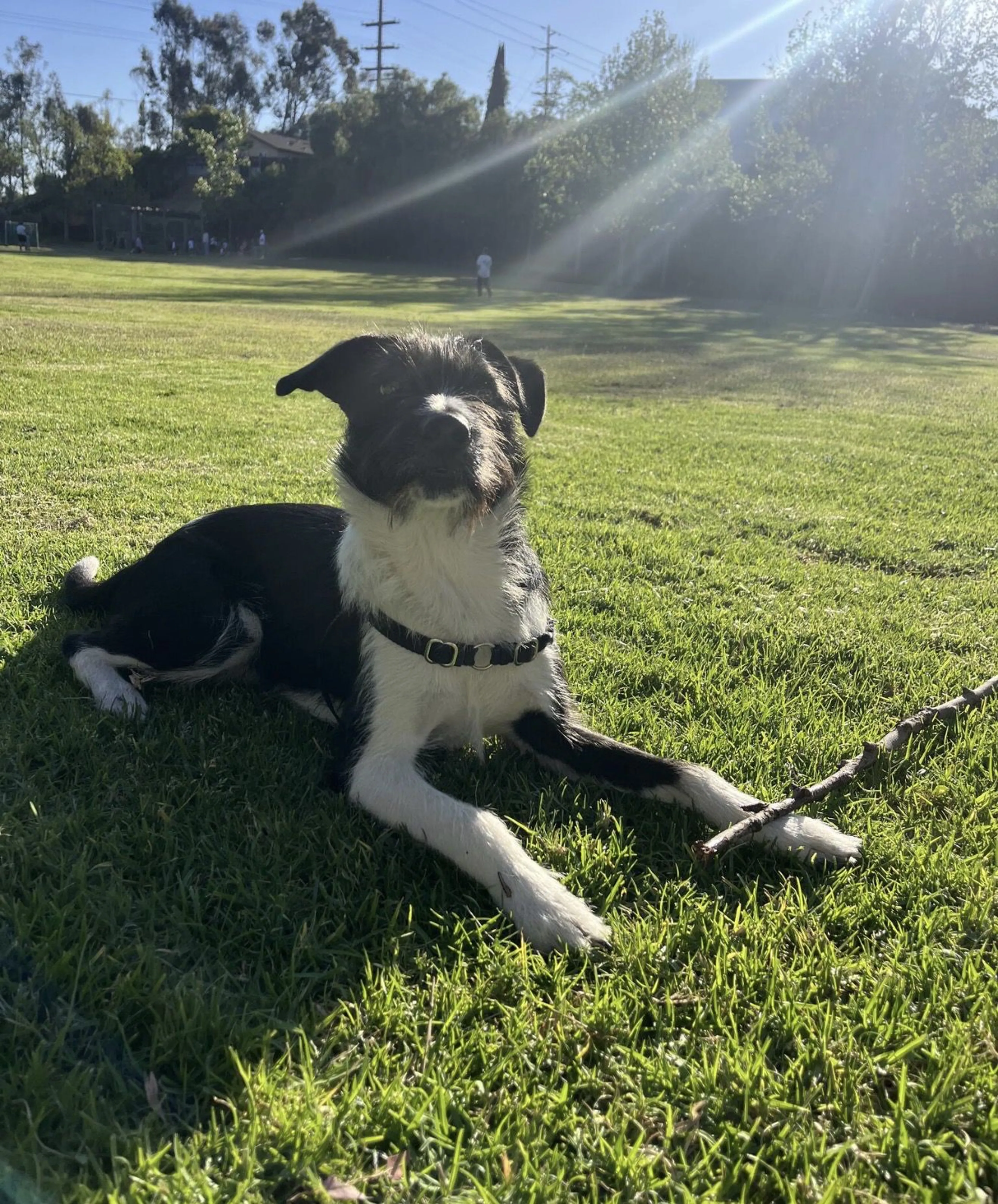 Lost pet