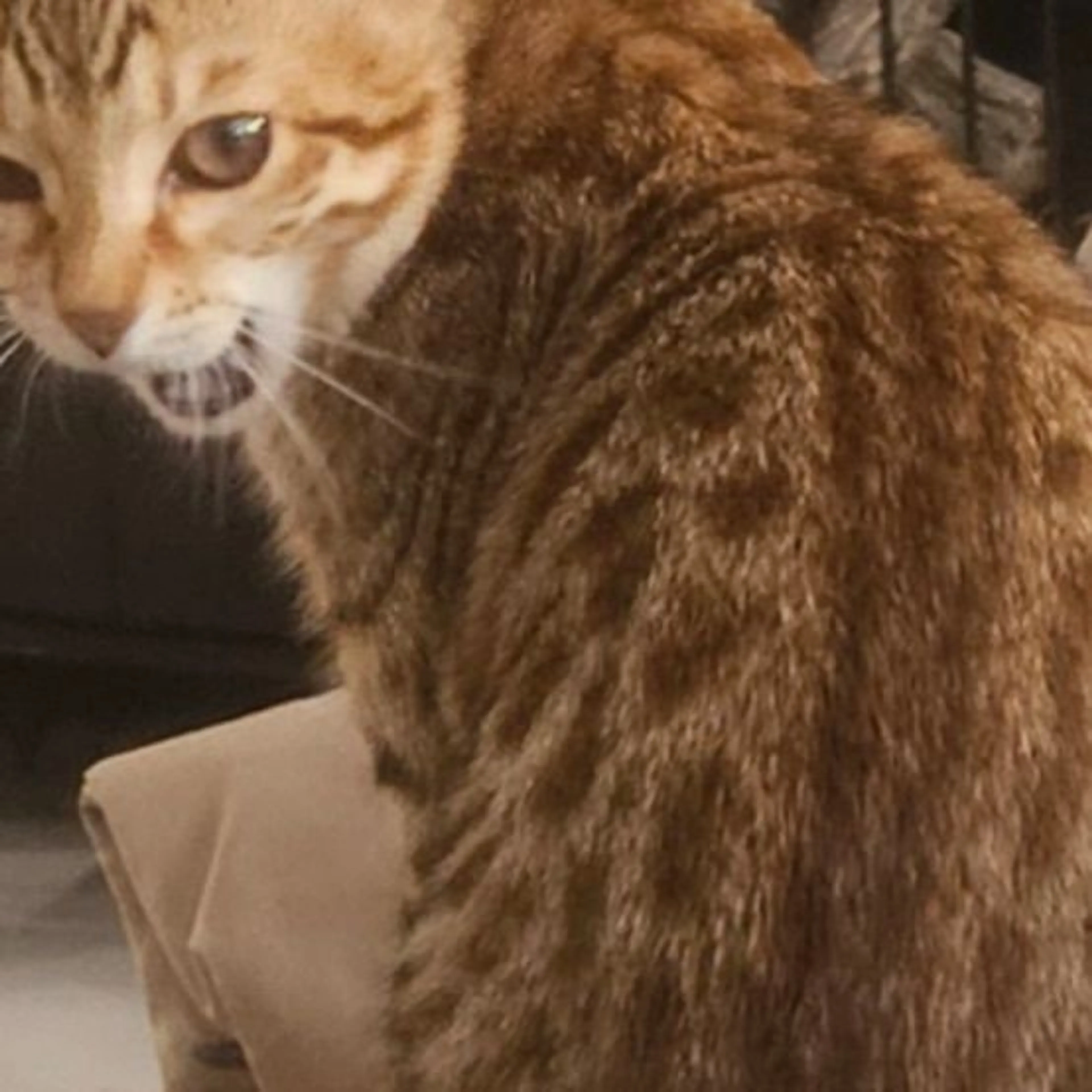 Lost pet