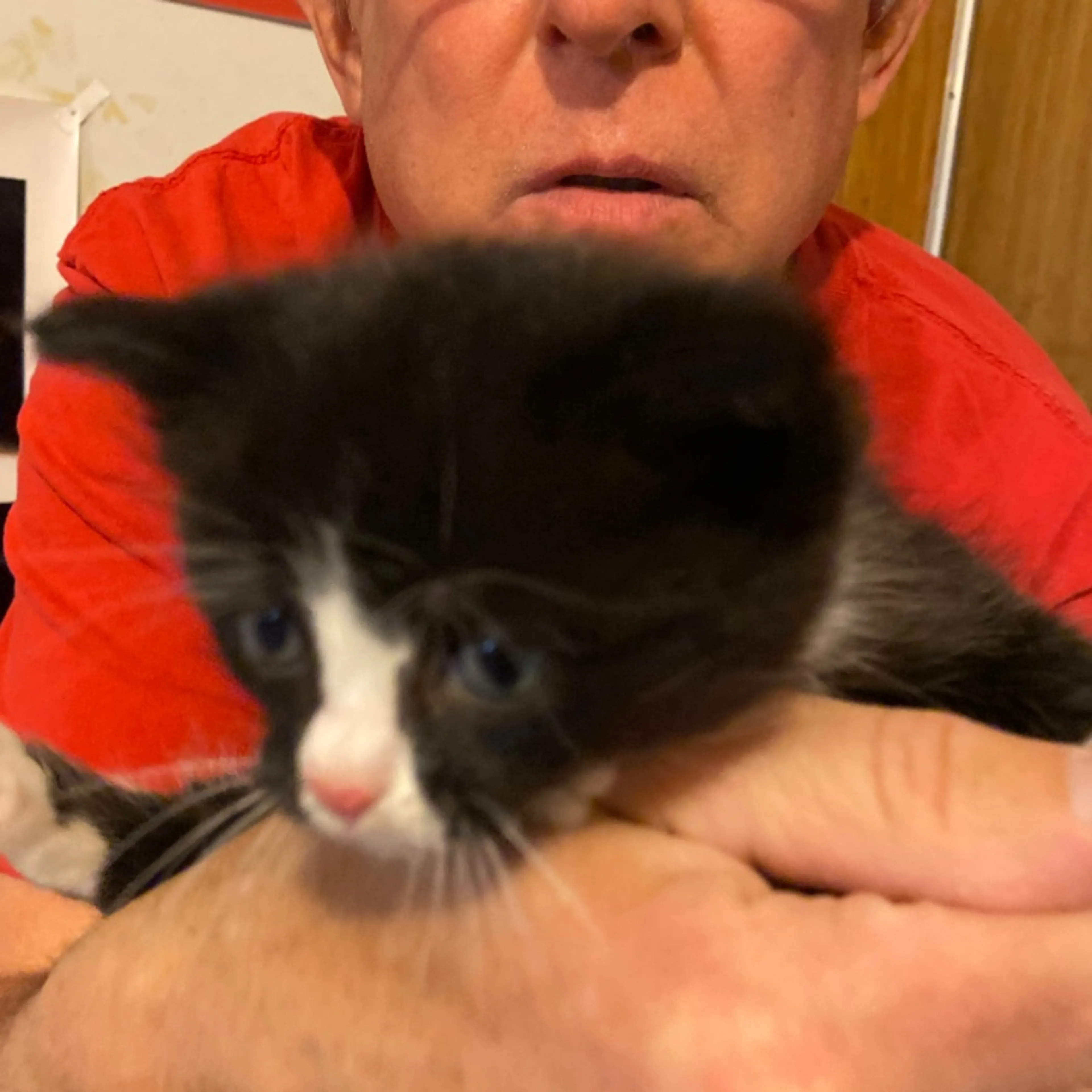 Found pet