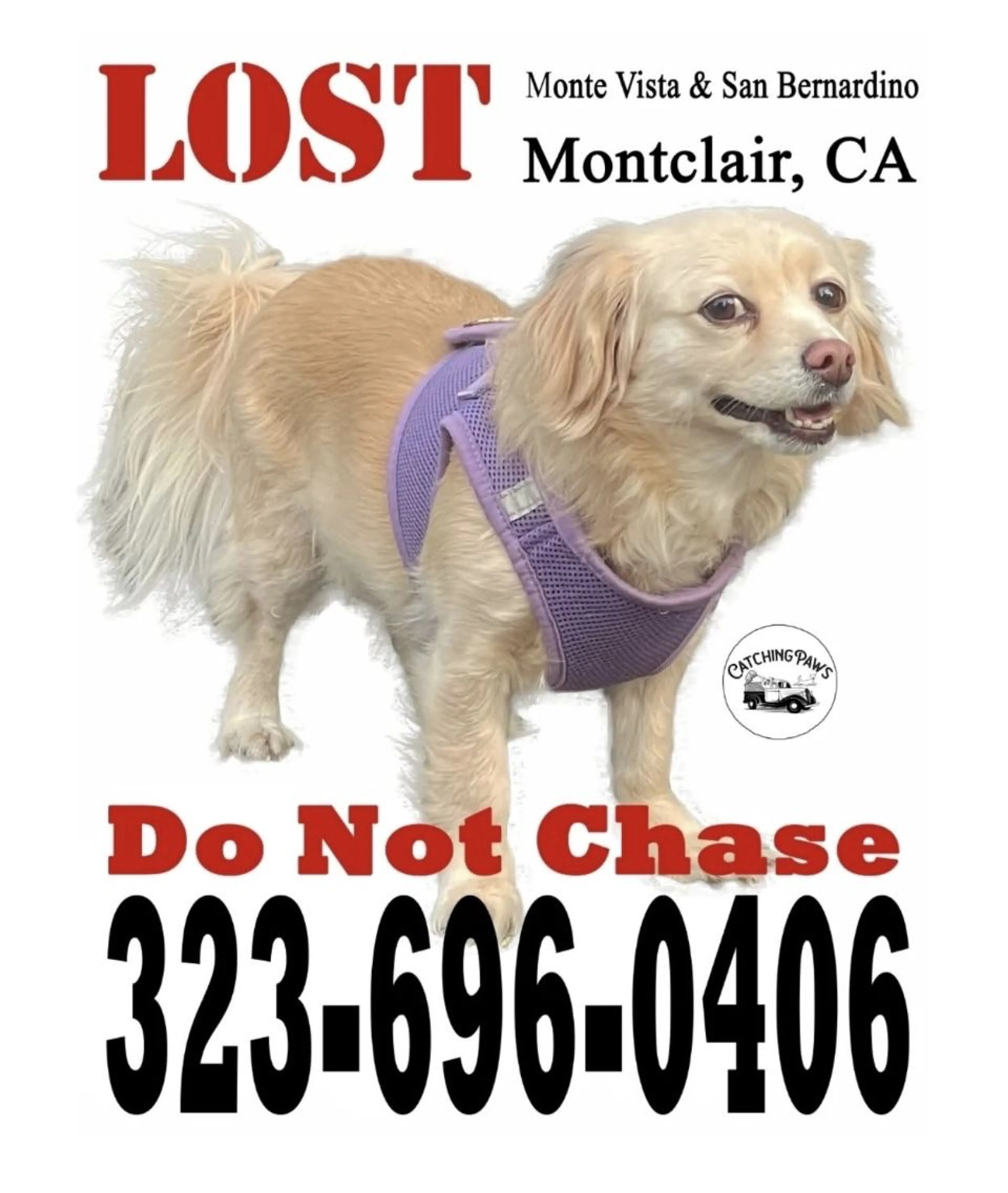 Lost pet