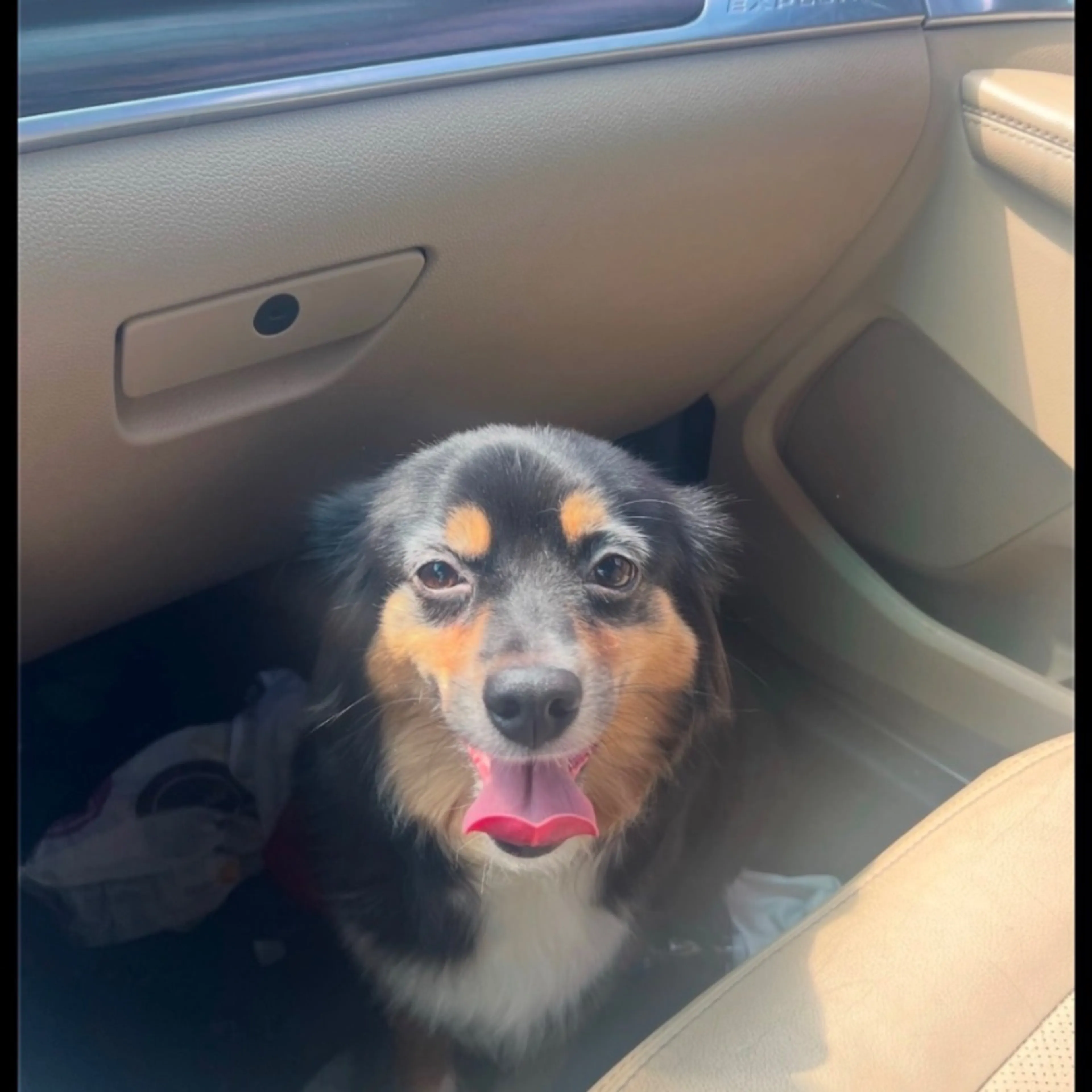 Lost pet-0