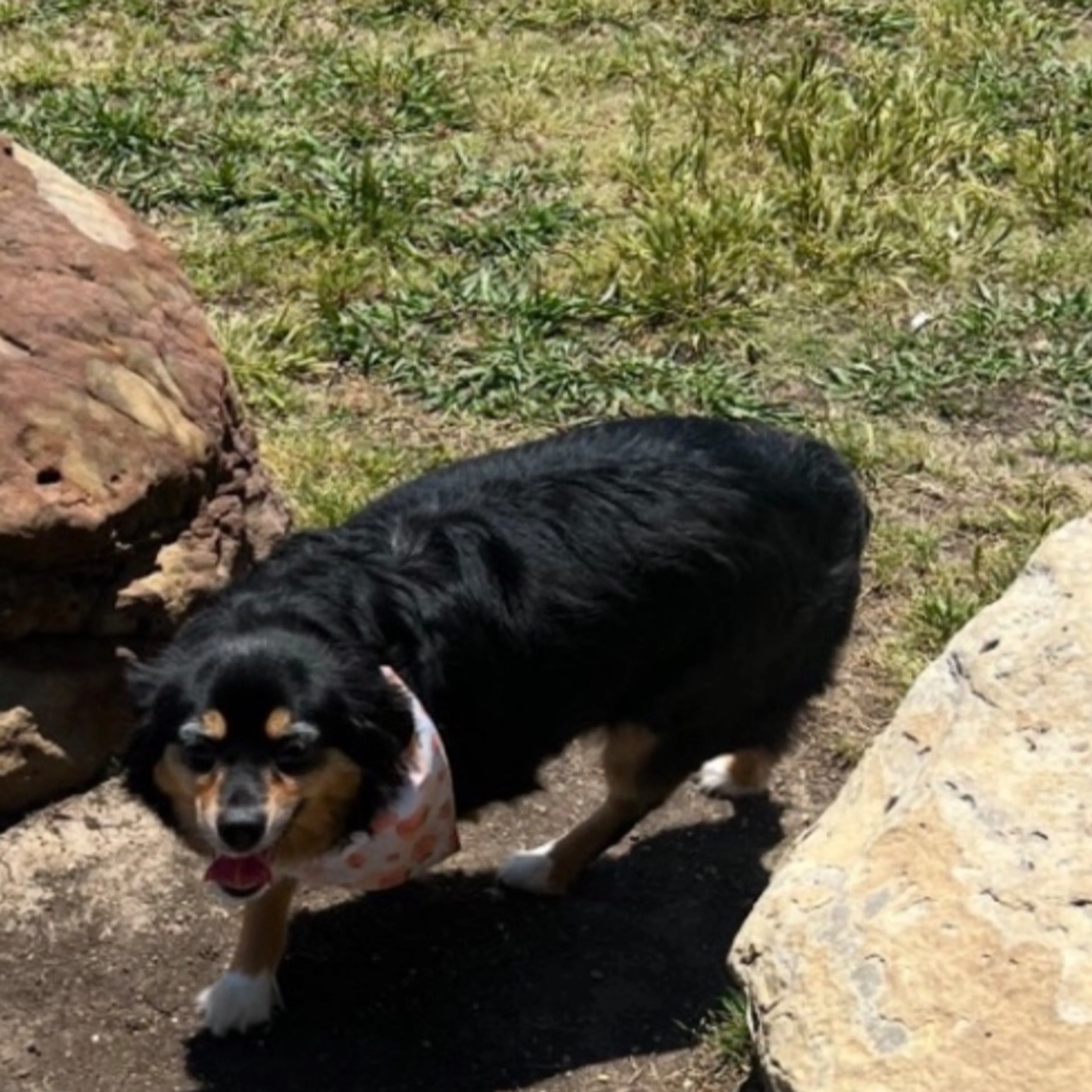 Lost pet-1