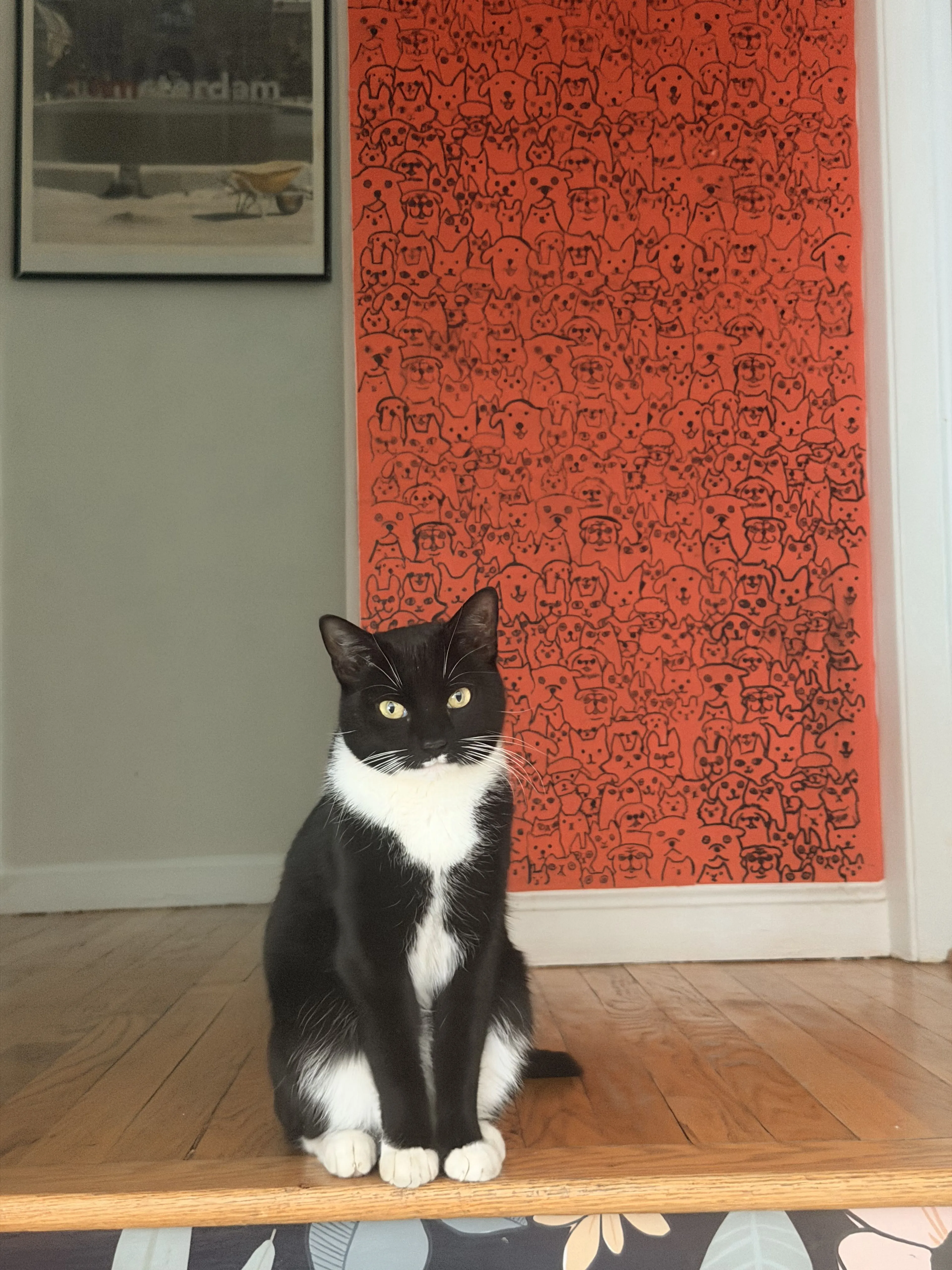 Lost pet