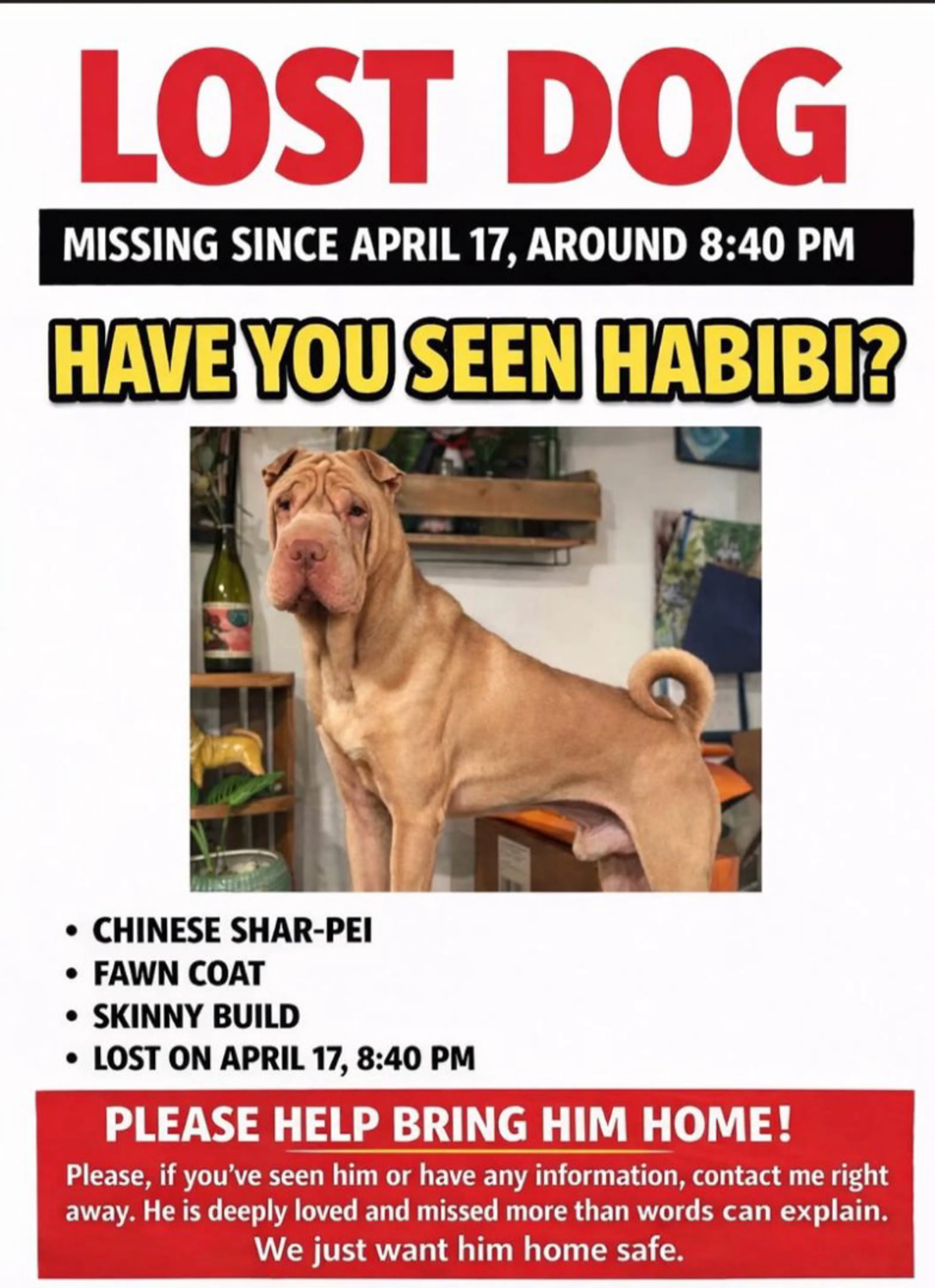 Lost pet