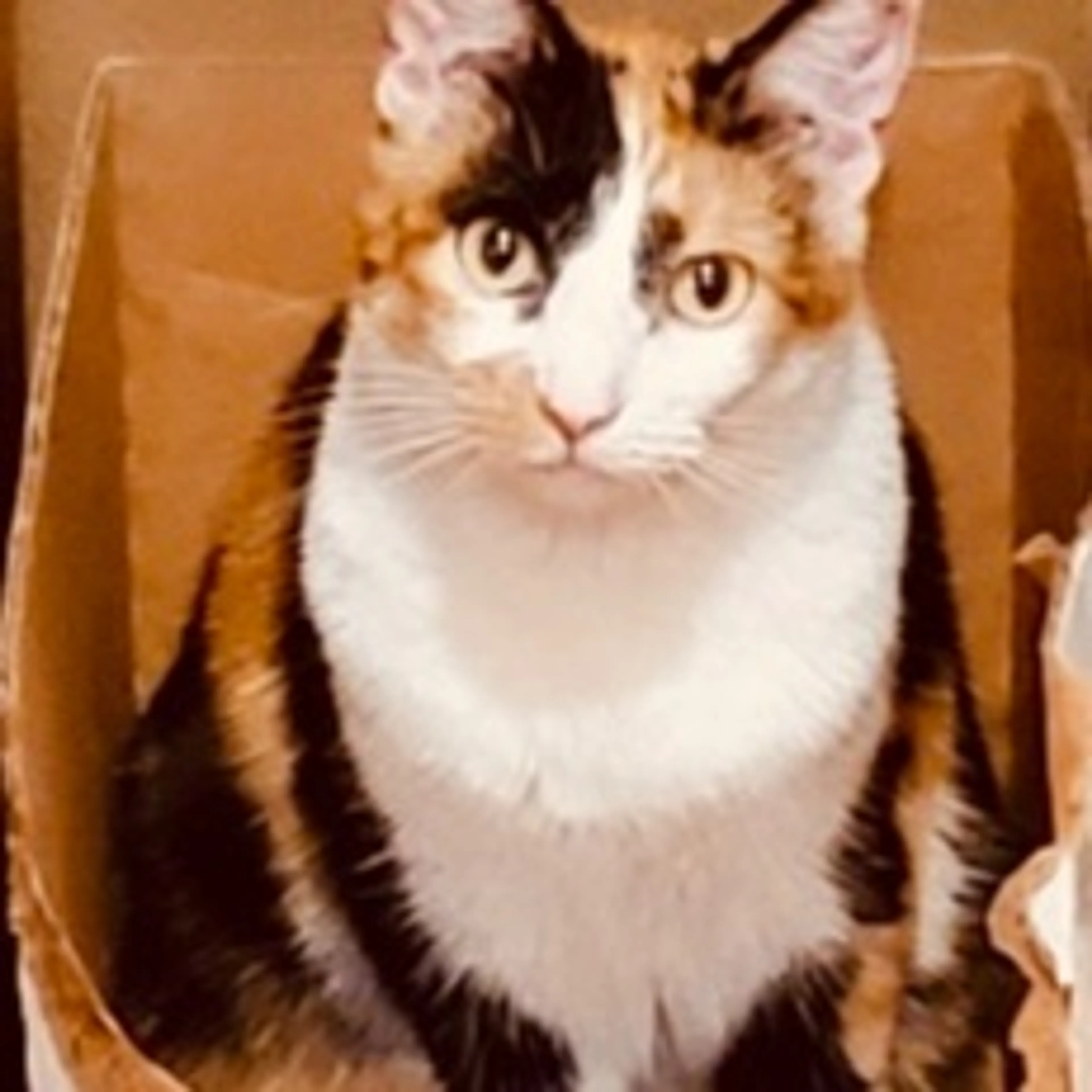 Lost pet