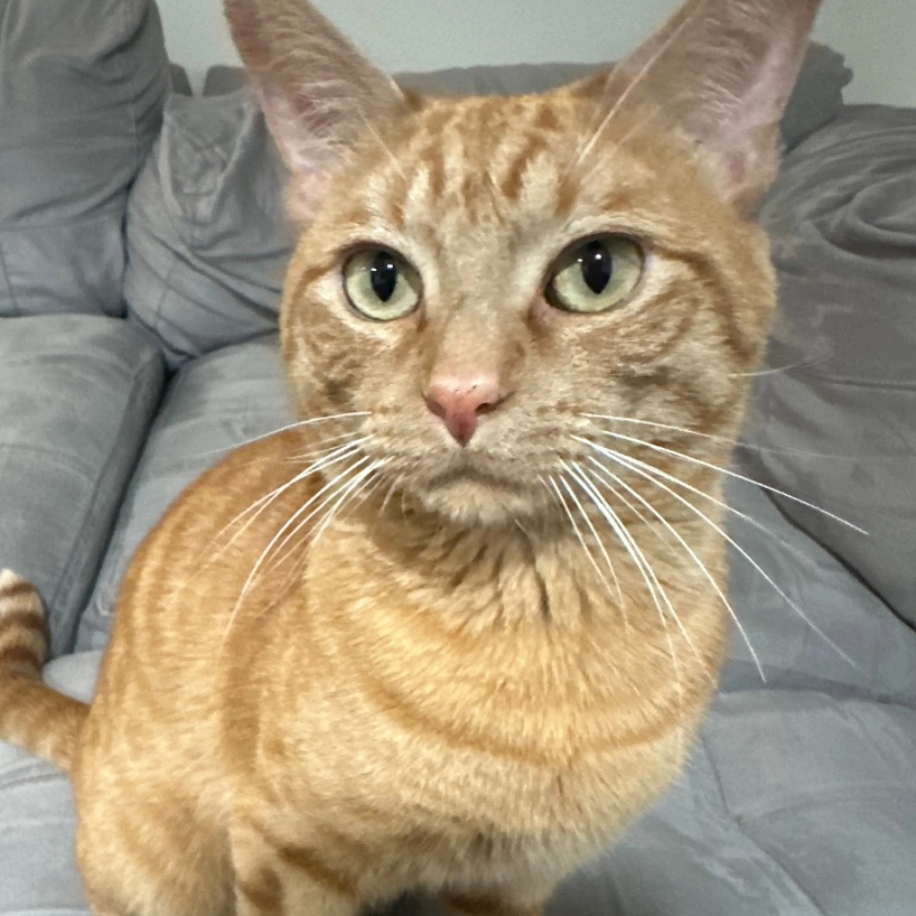 Lost pet