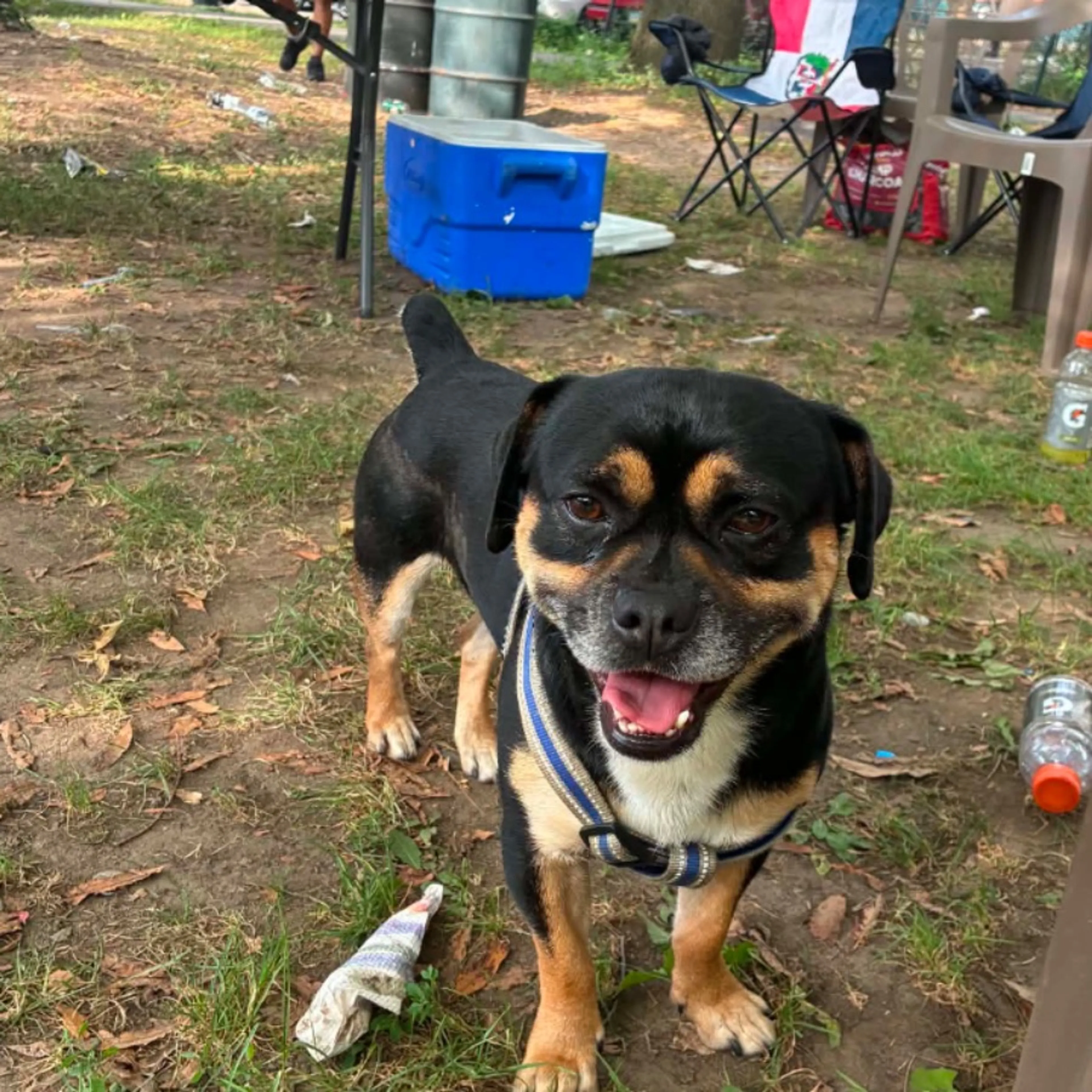 Lost pet