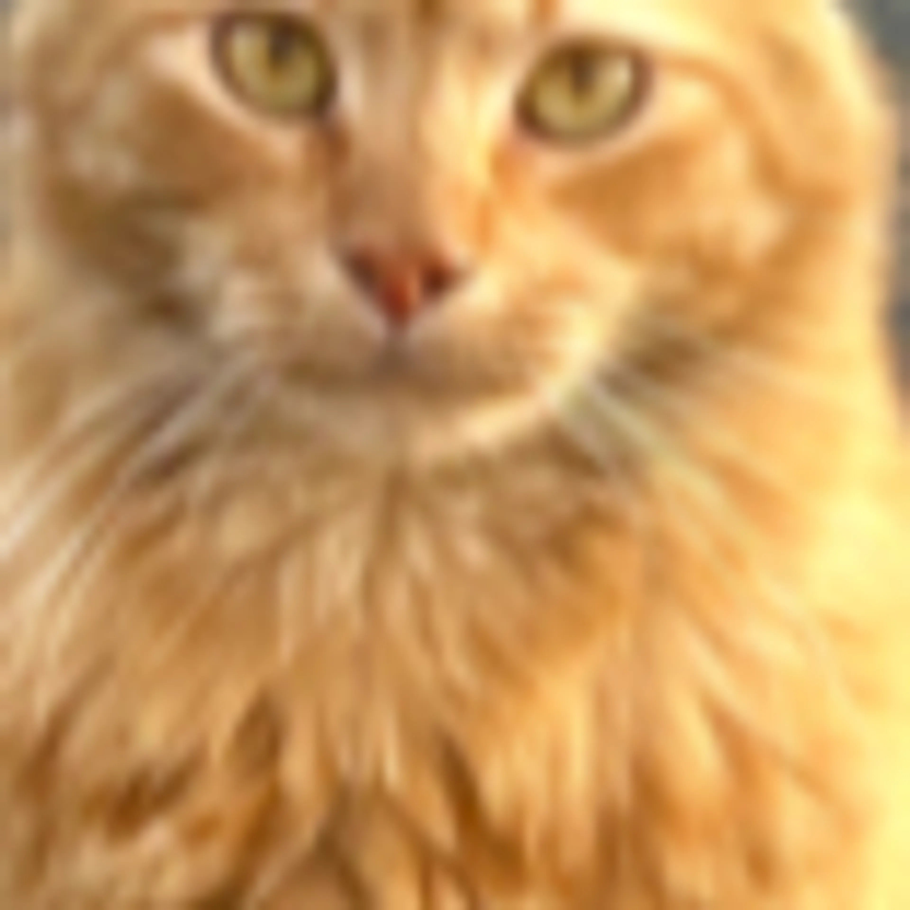 Lost pet-1