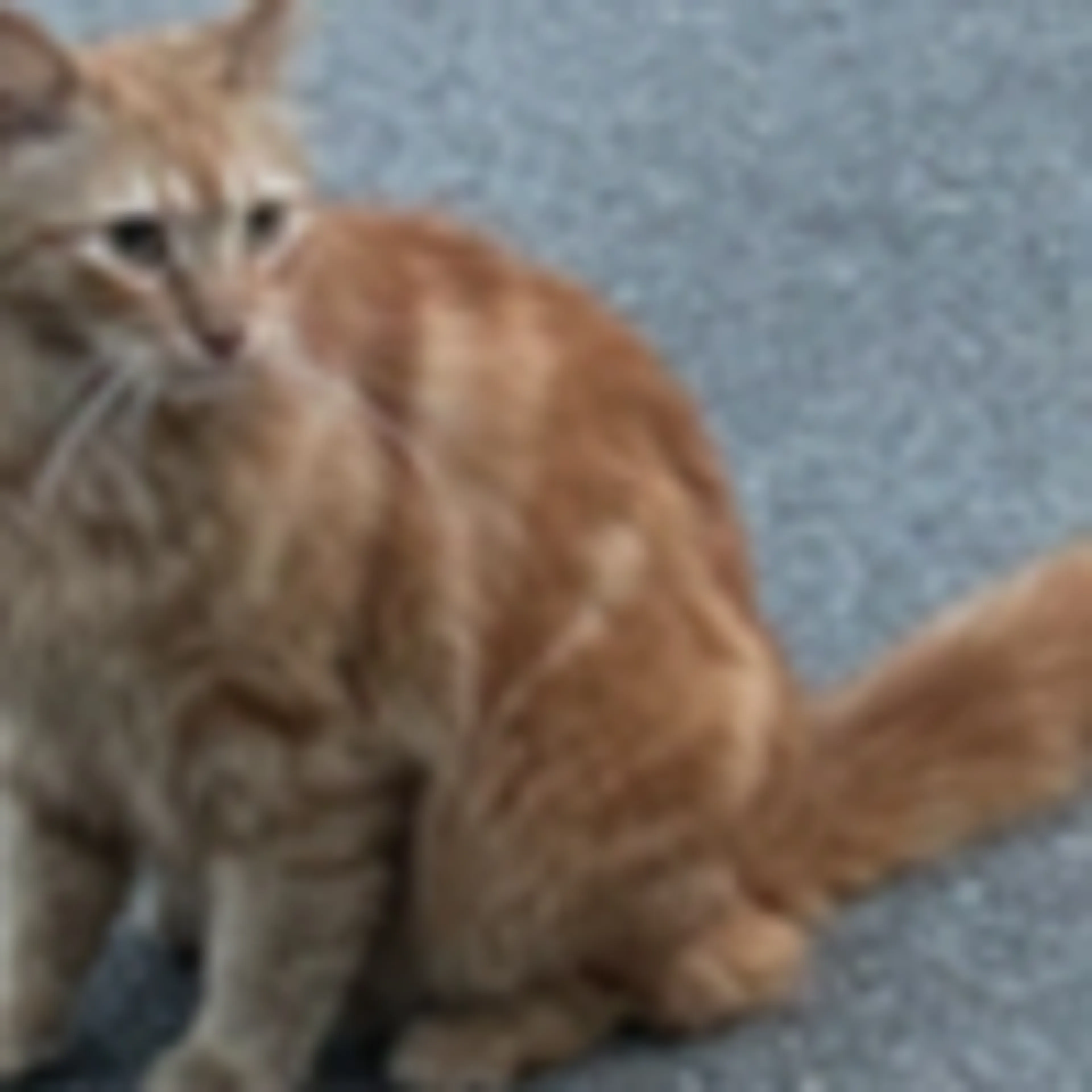 Lost pet-2