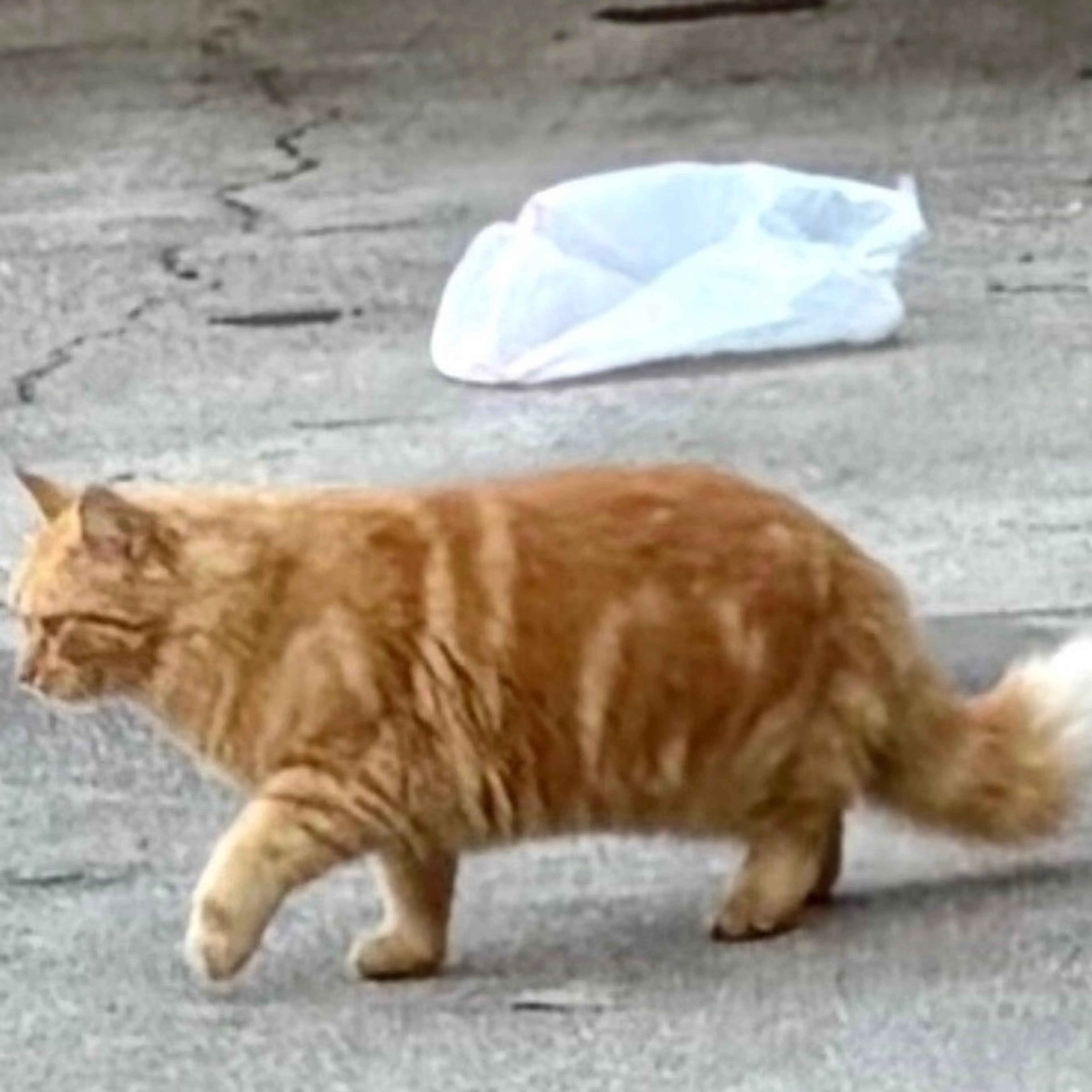 Lost pet-0