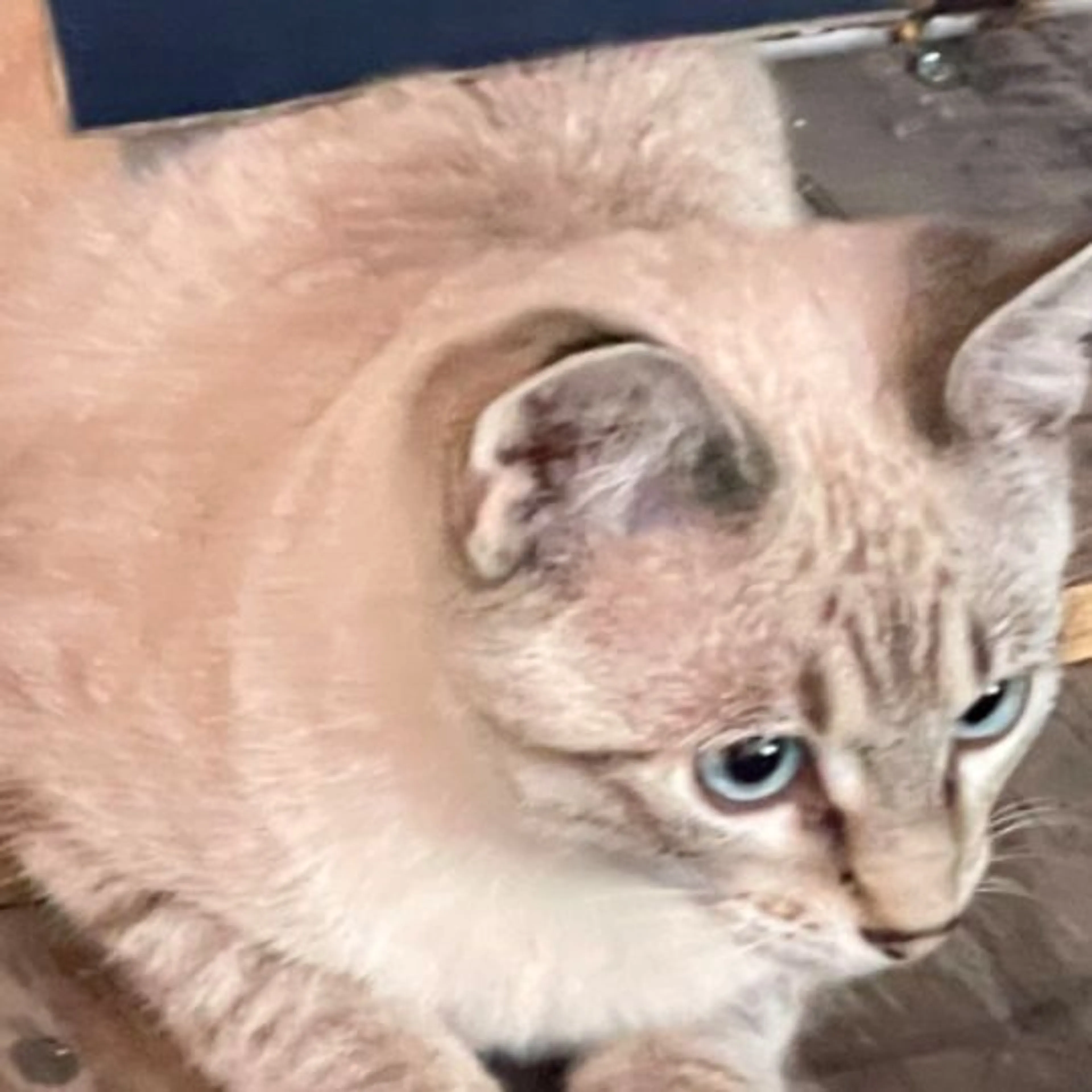 Lost pet