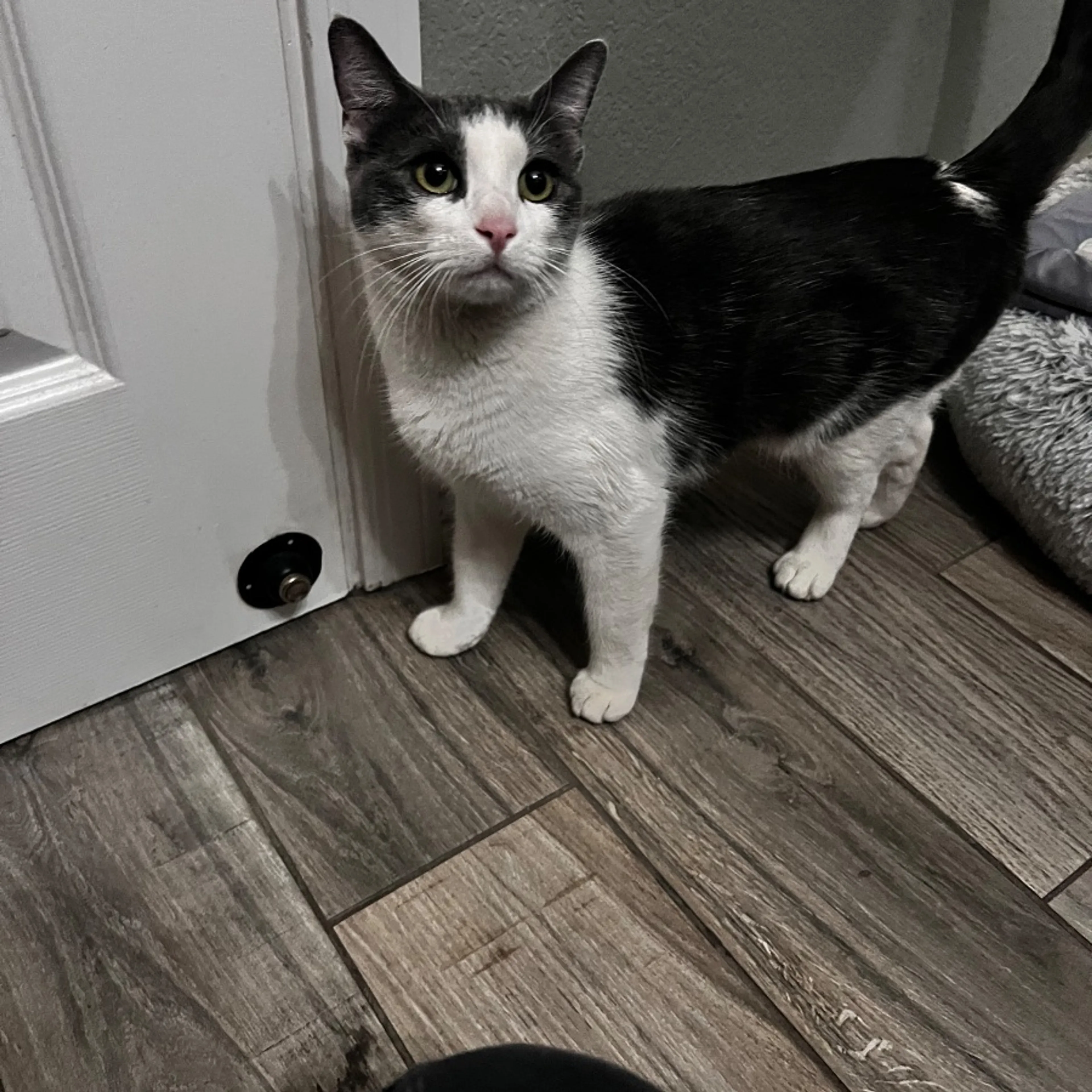 Found pet