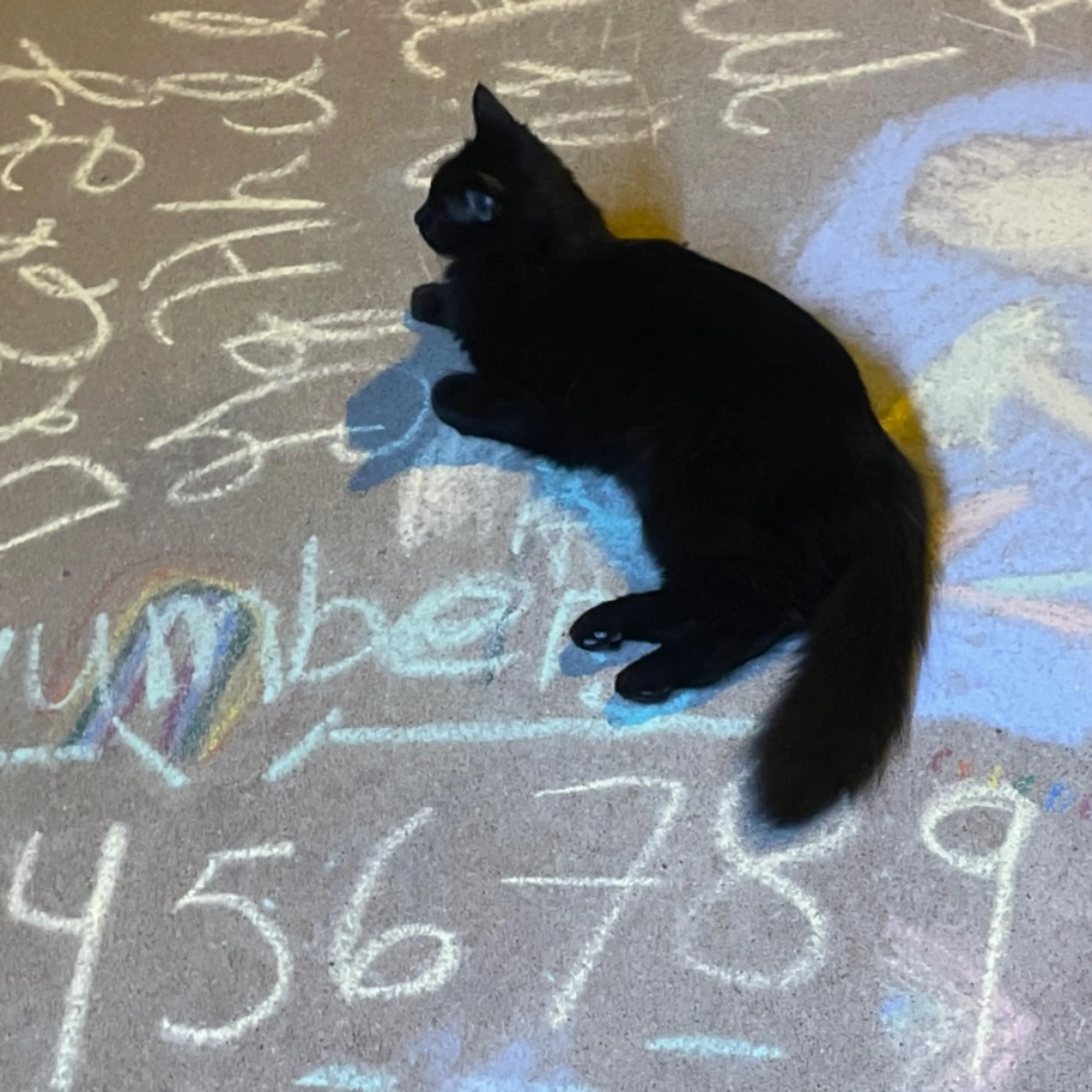 Lost pet