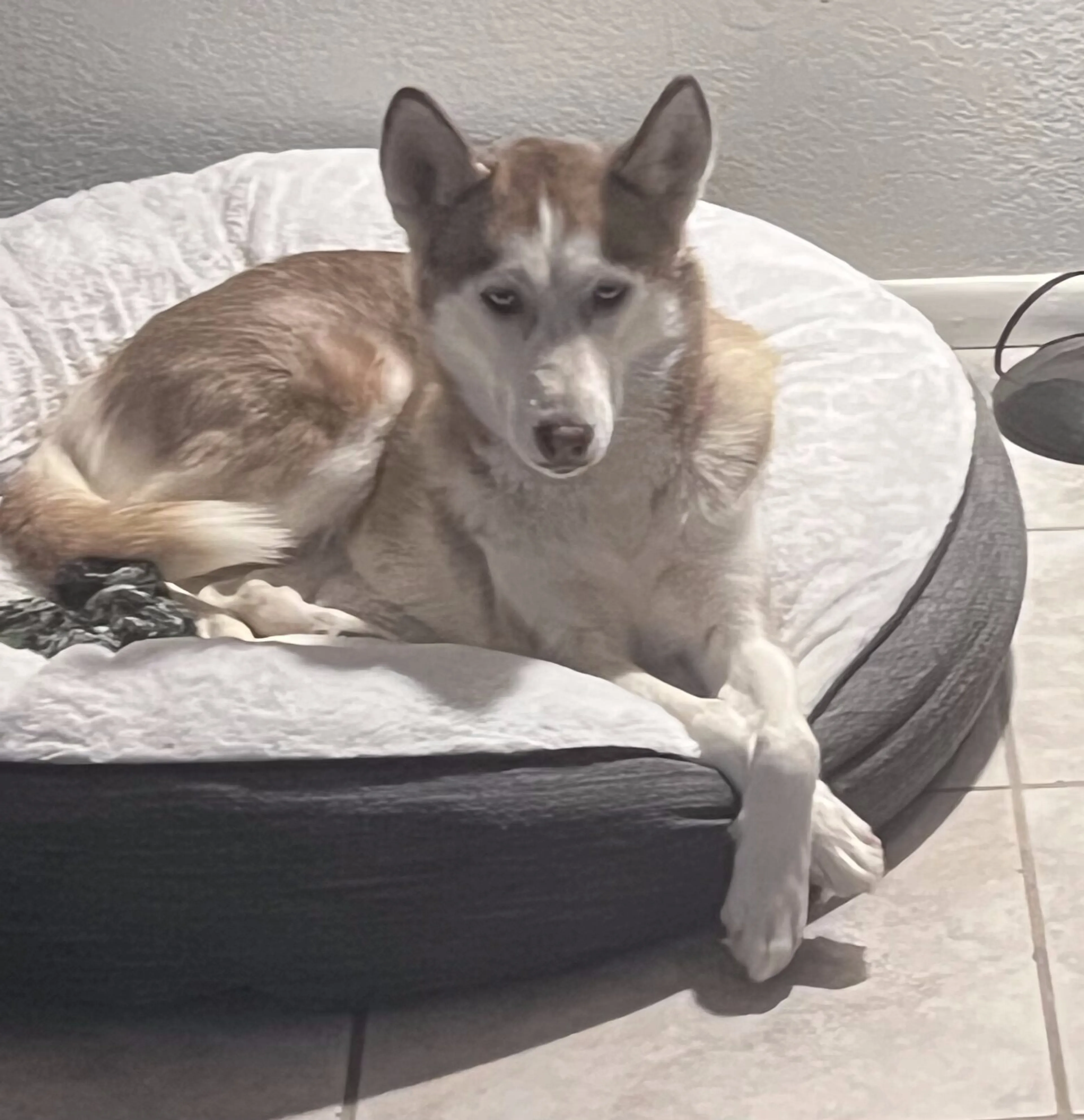 Lost pet