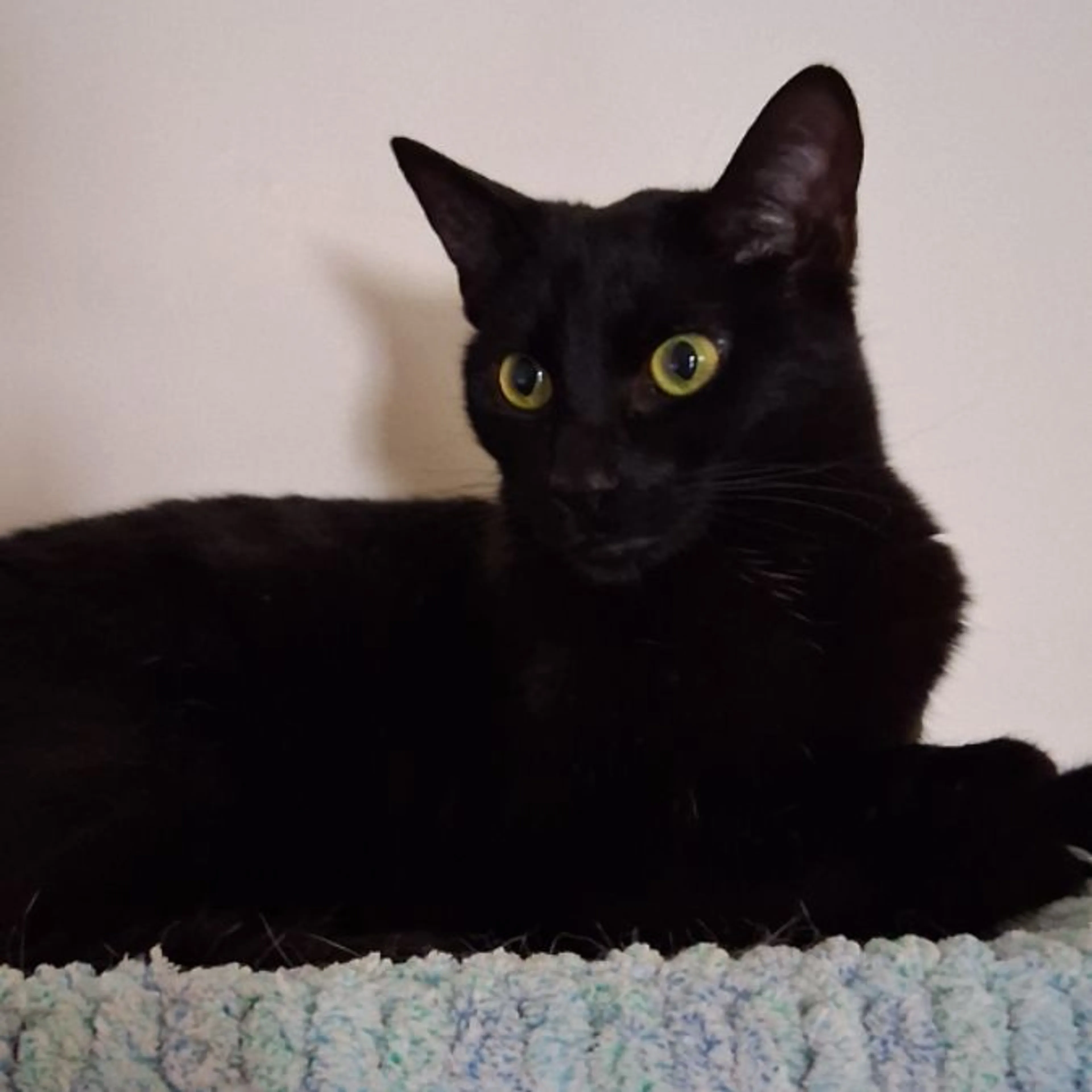 Lost pet