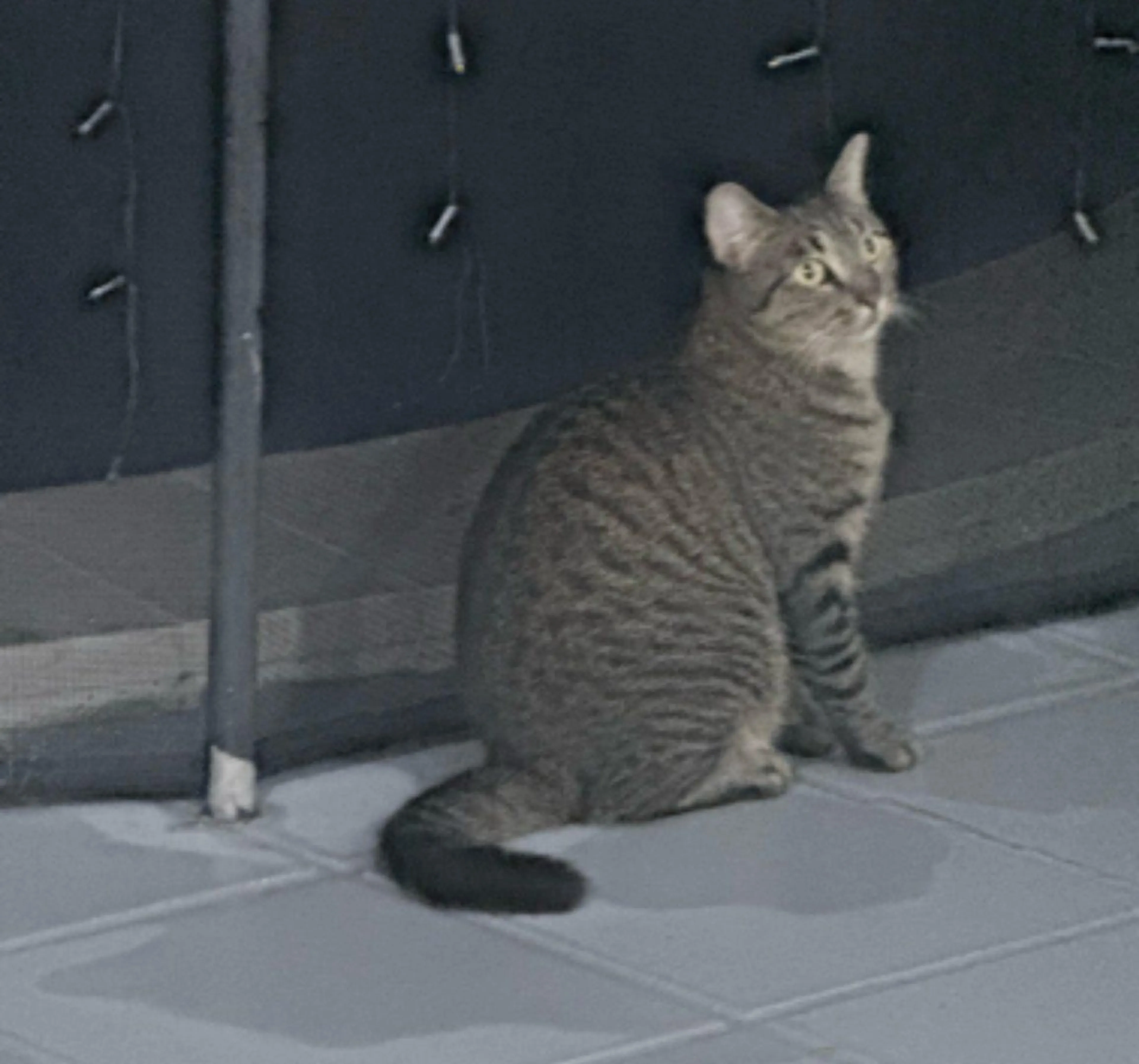 Lost pet