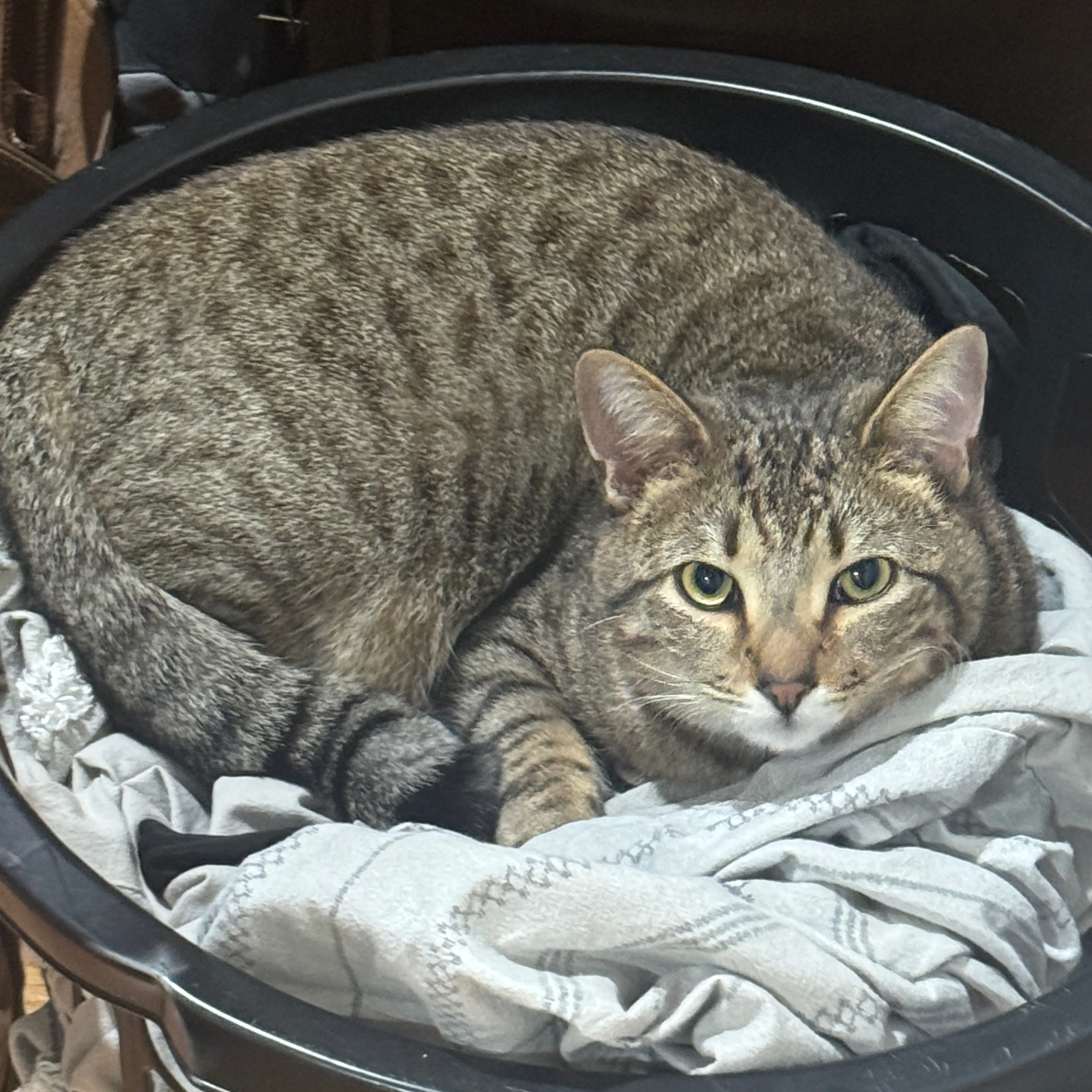 Lost pet-1