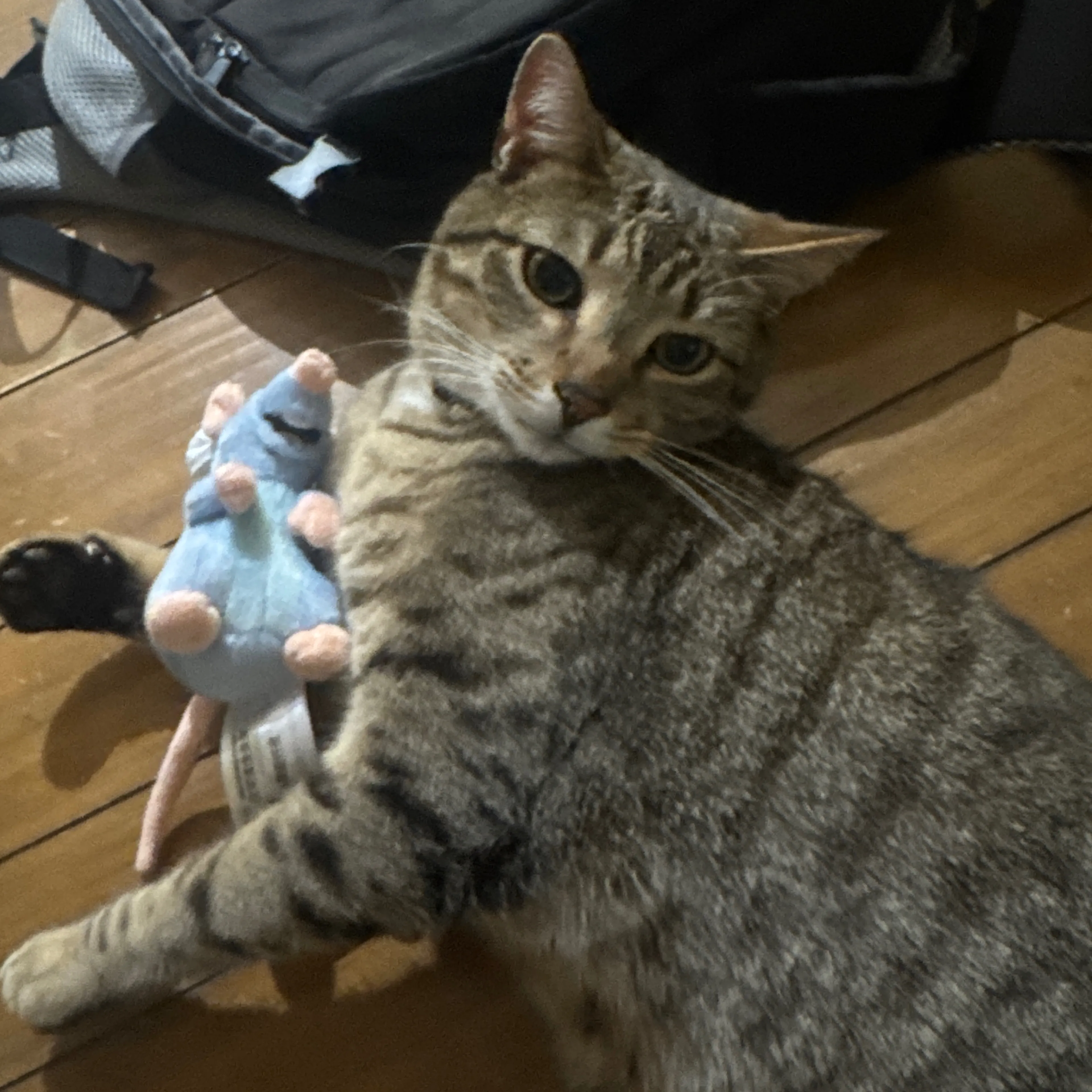 Lost pet-2