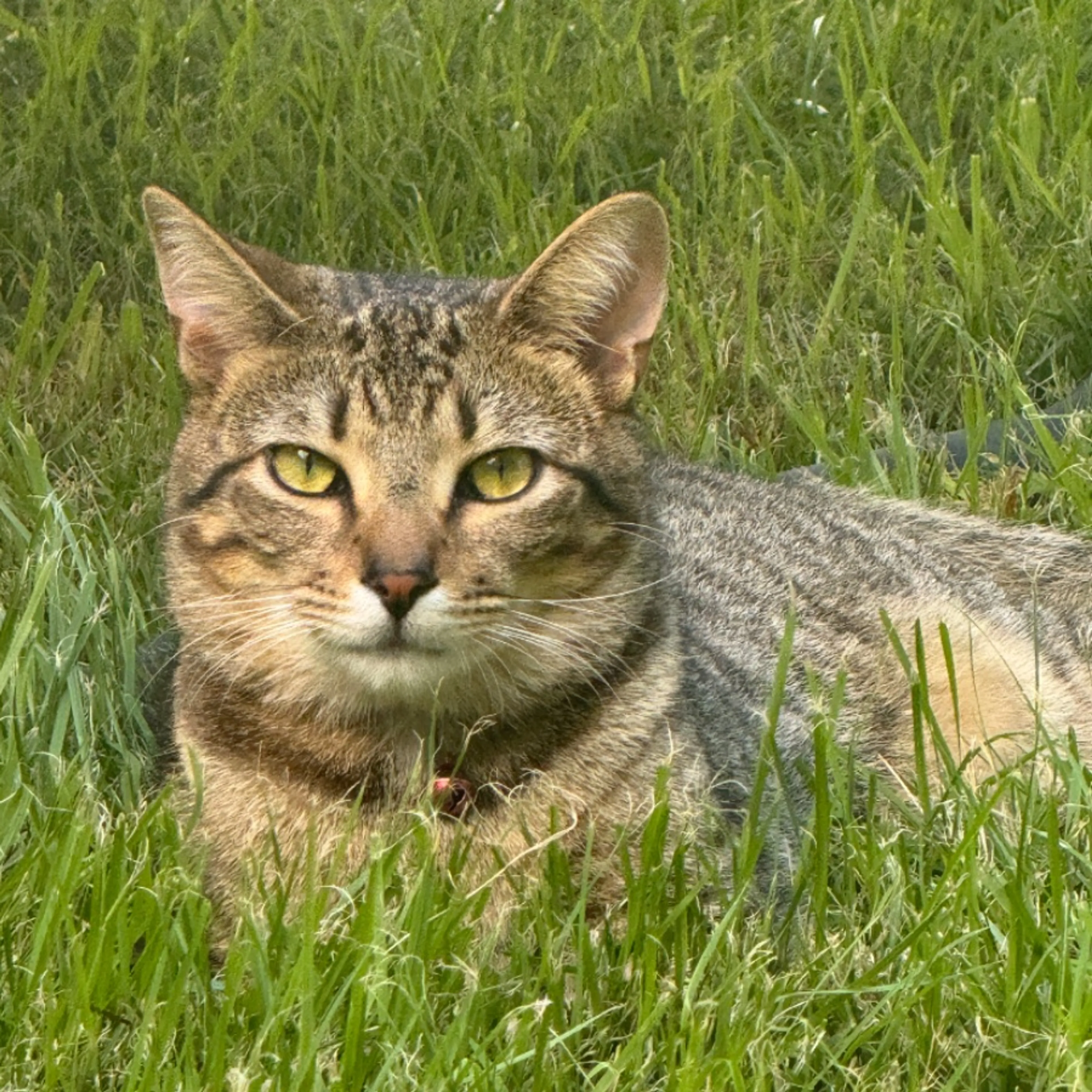 Lost pet-0