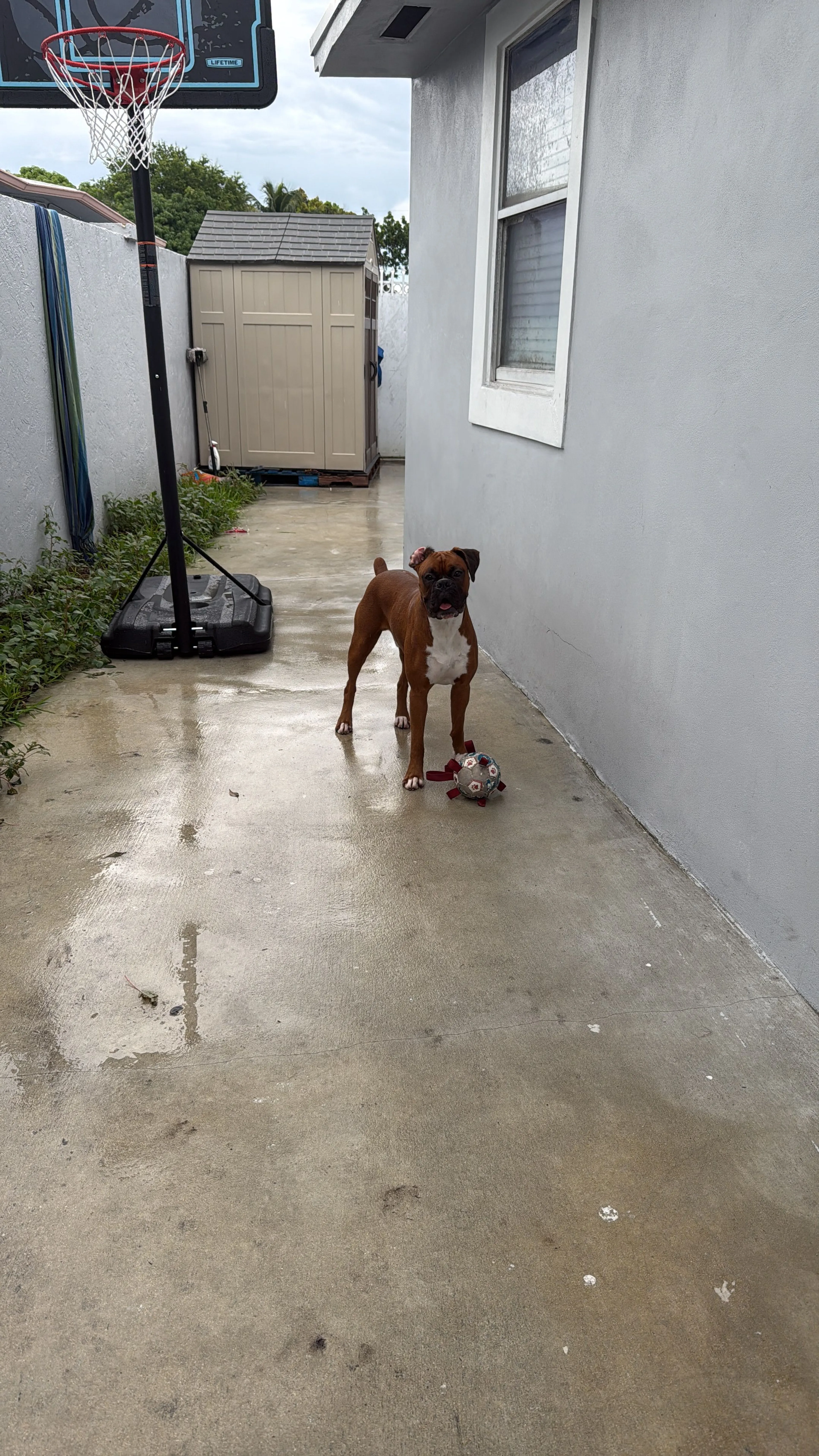 Lost pet