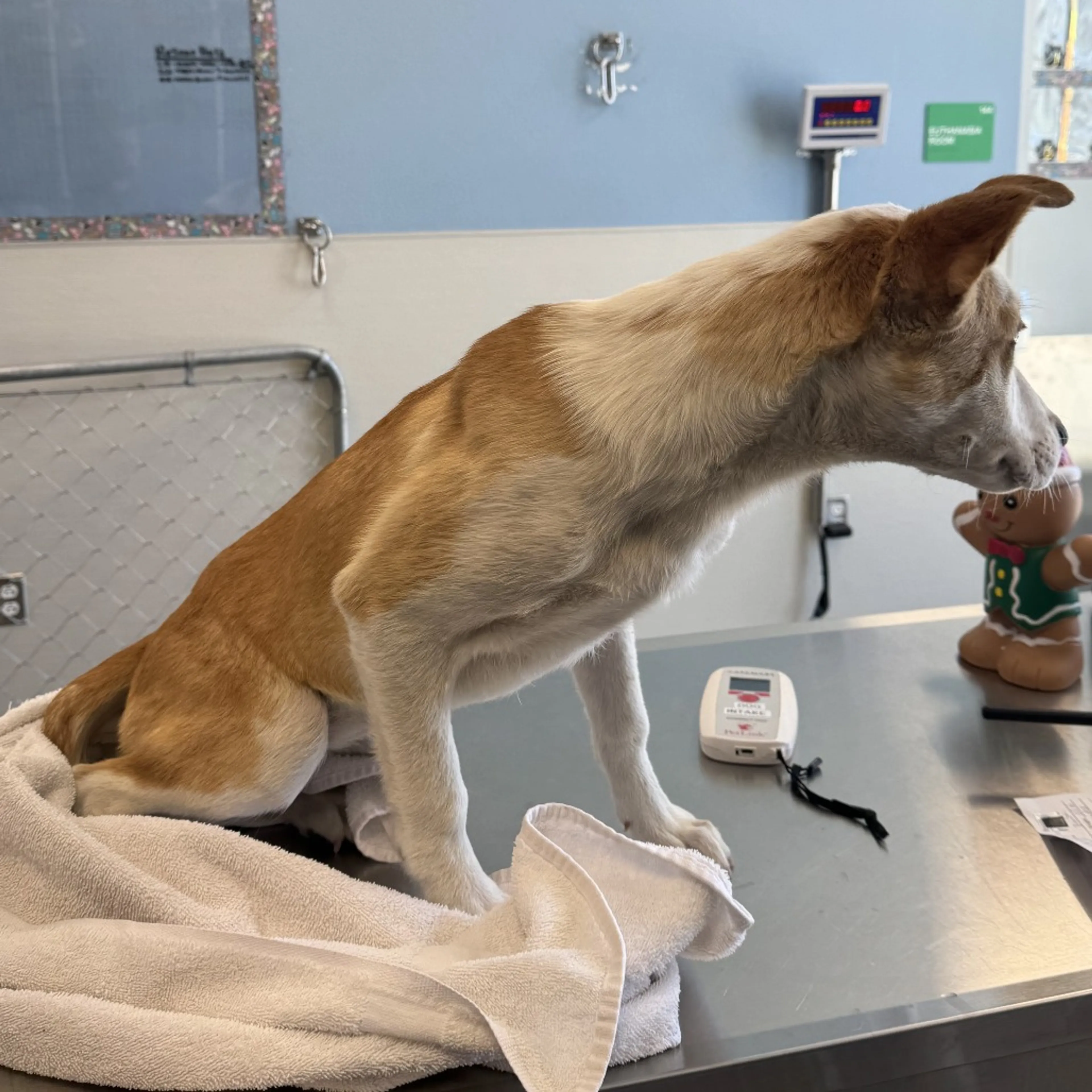 Found pet-2