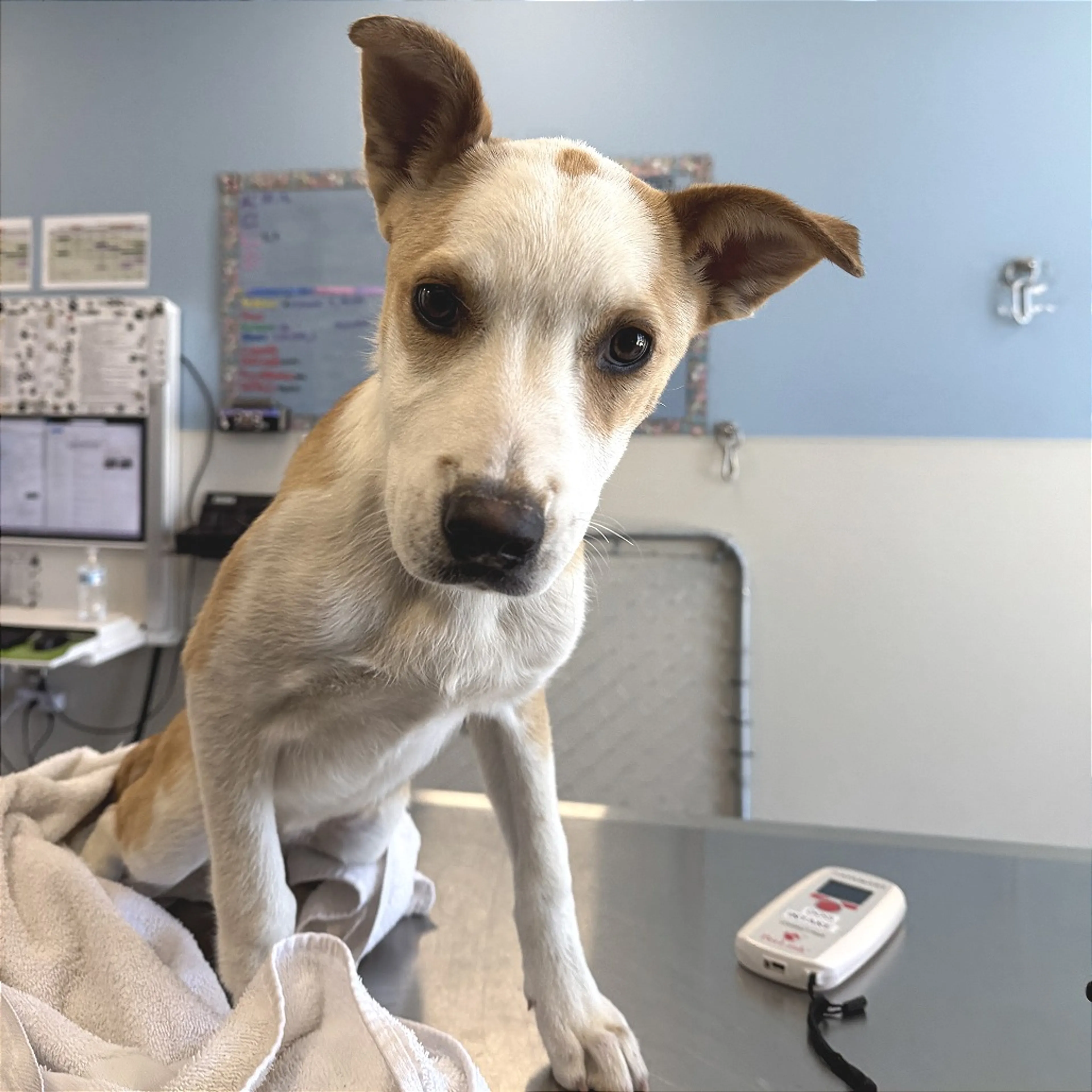 Found pet-3