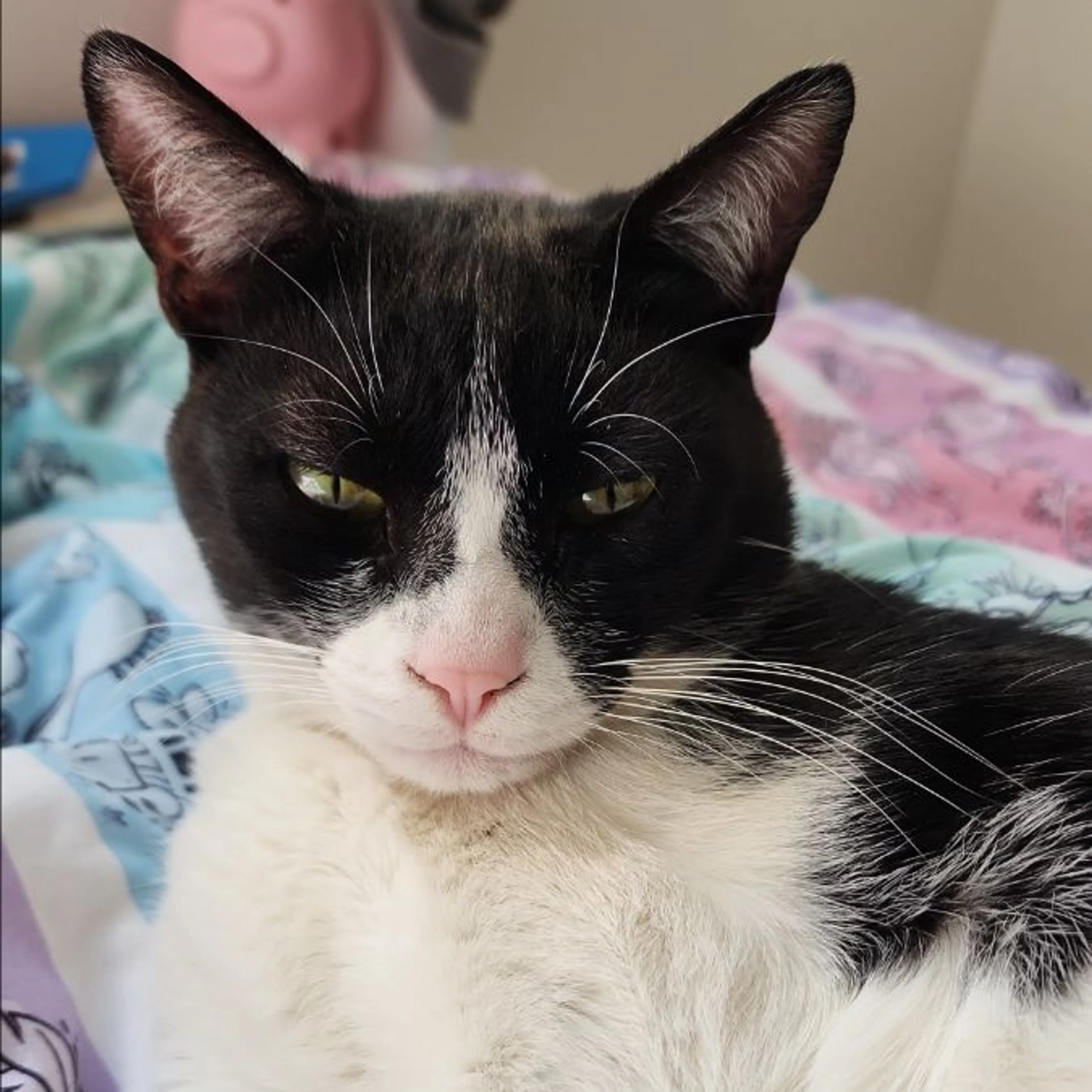 Lost pet