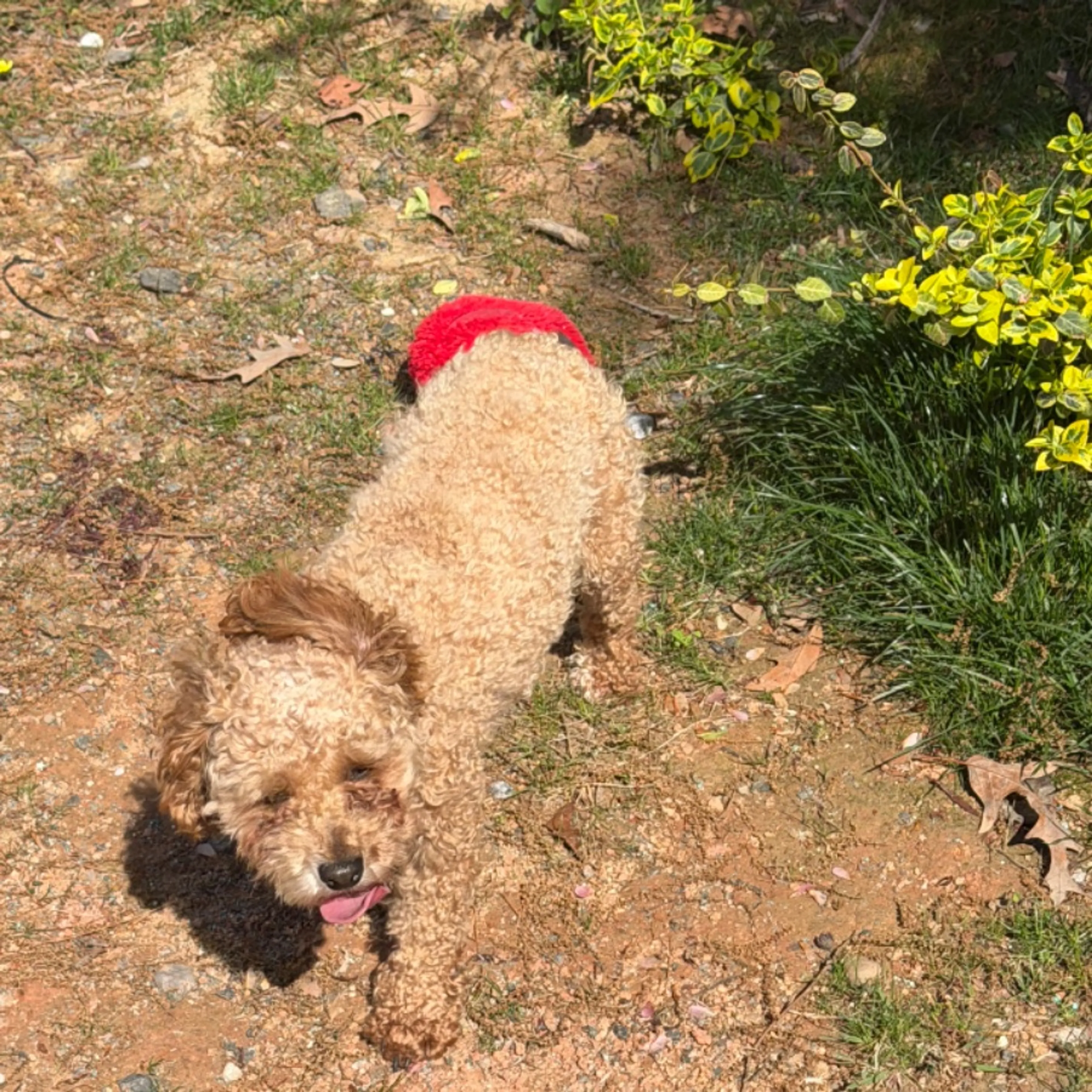 Lost pet-0