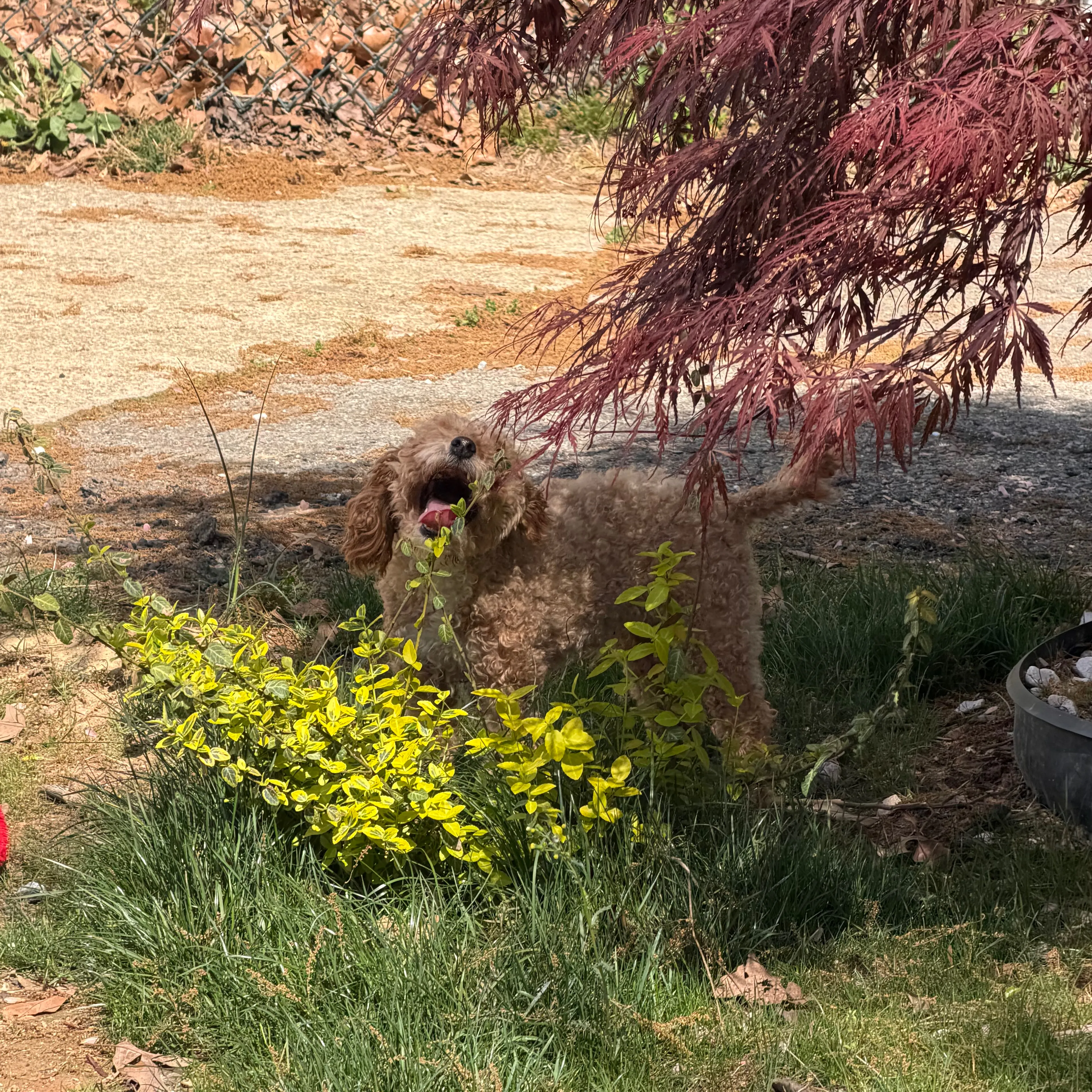 Lost pet-1
