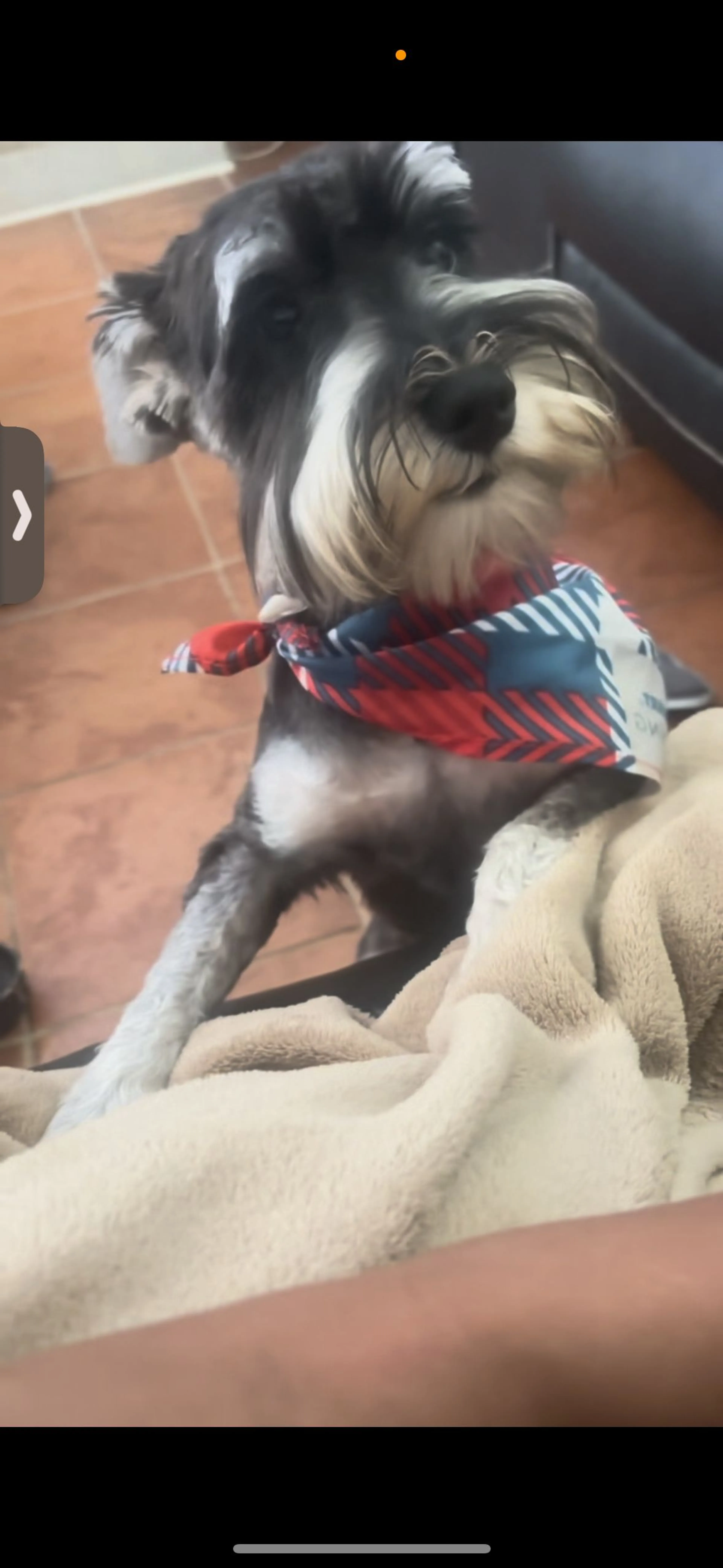 Lost pet