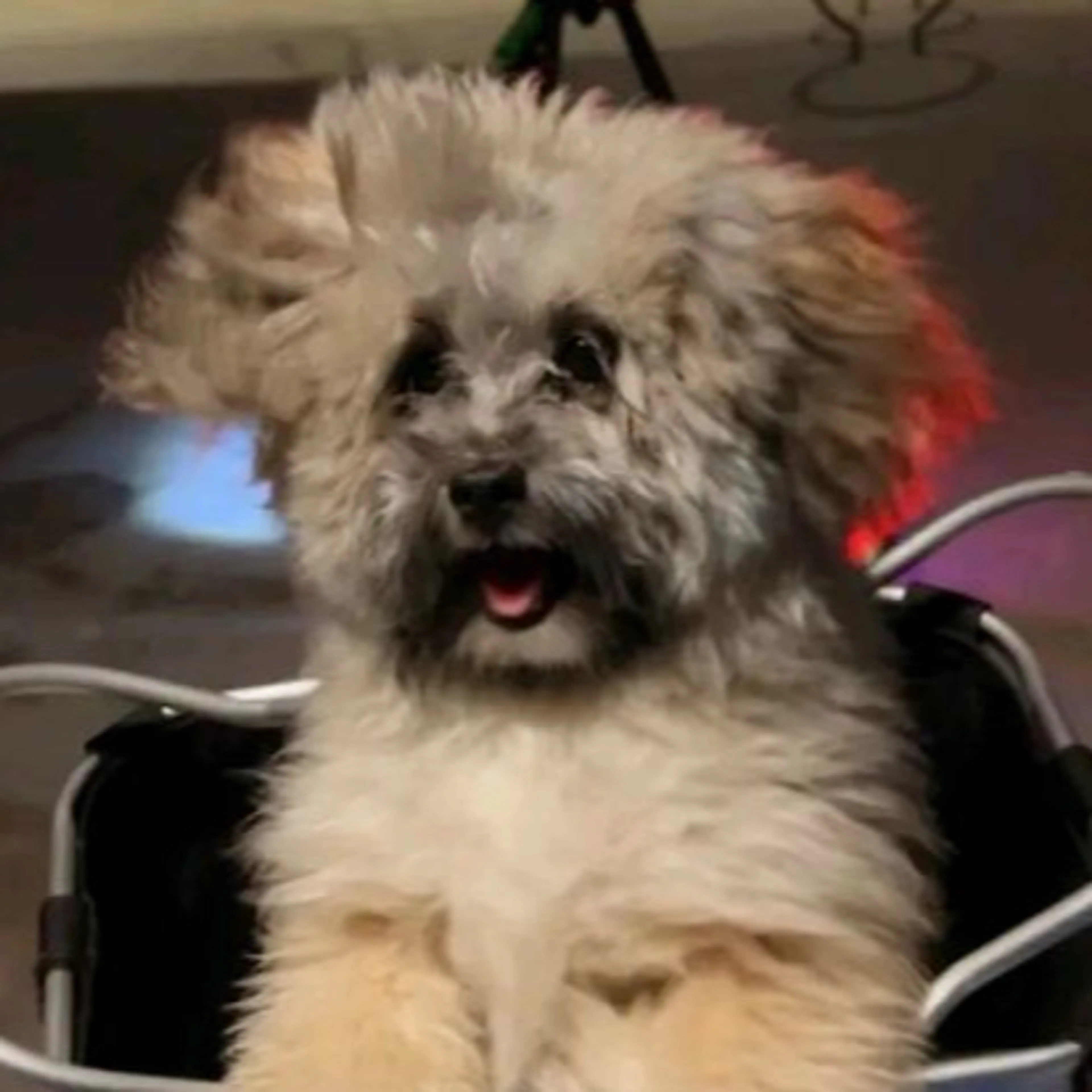 Lost pet-1